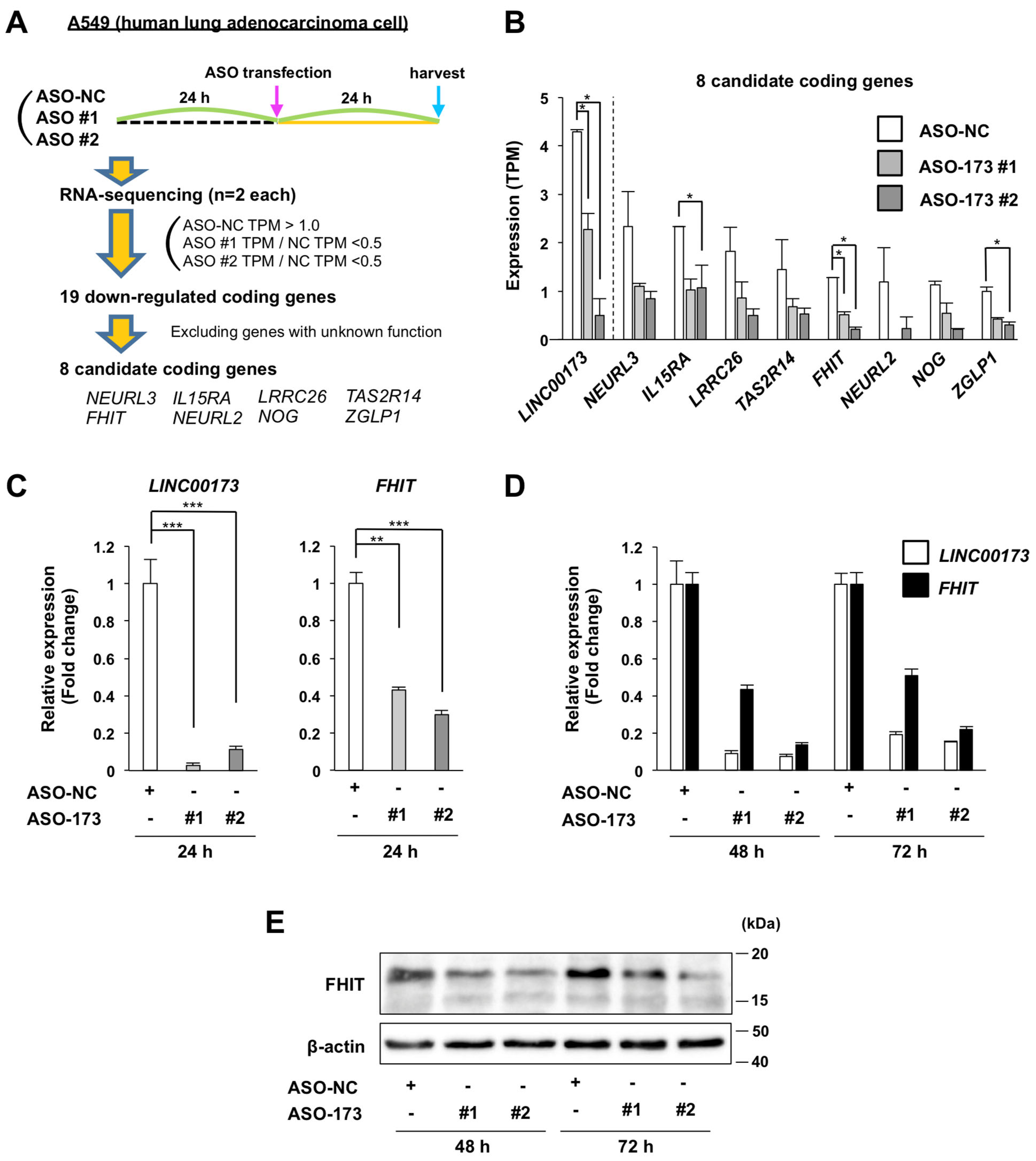 Ijms 24 17011 g002 Ijms 24 17011 g002