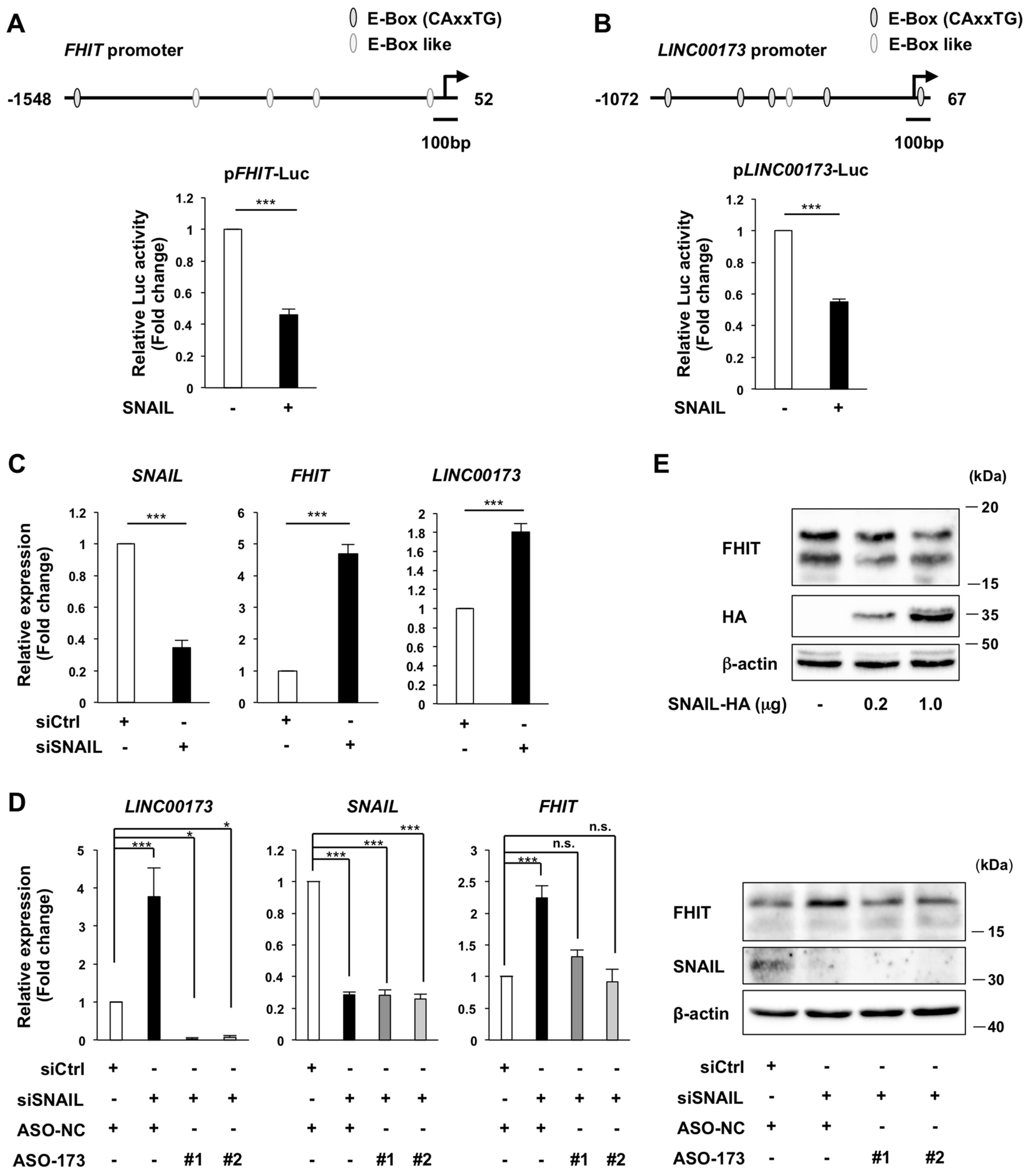 Ijms 24 17011 g003 Ijms 24 17011 g003