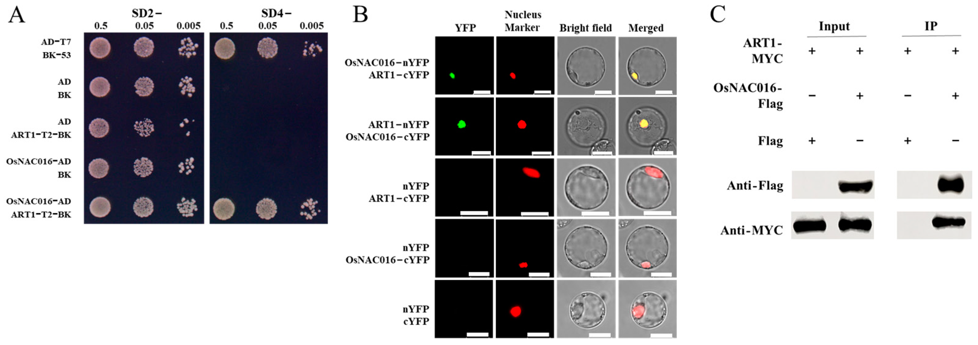 Ijms 24 17036 g001 Ijms 24 17036 g001