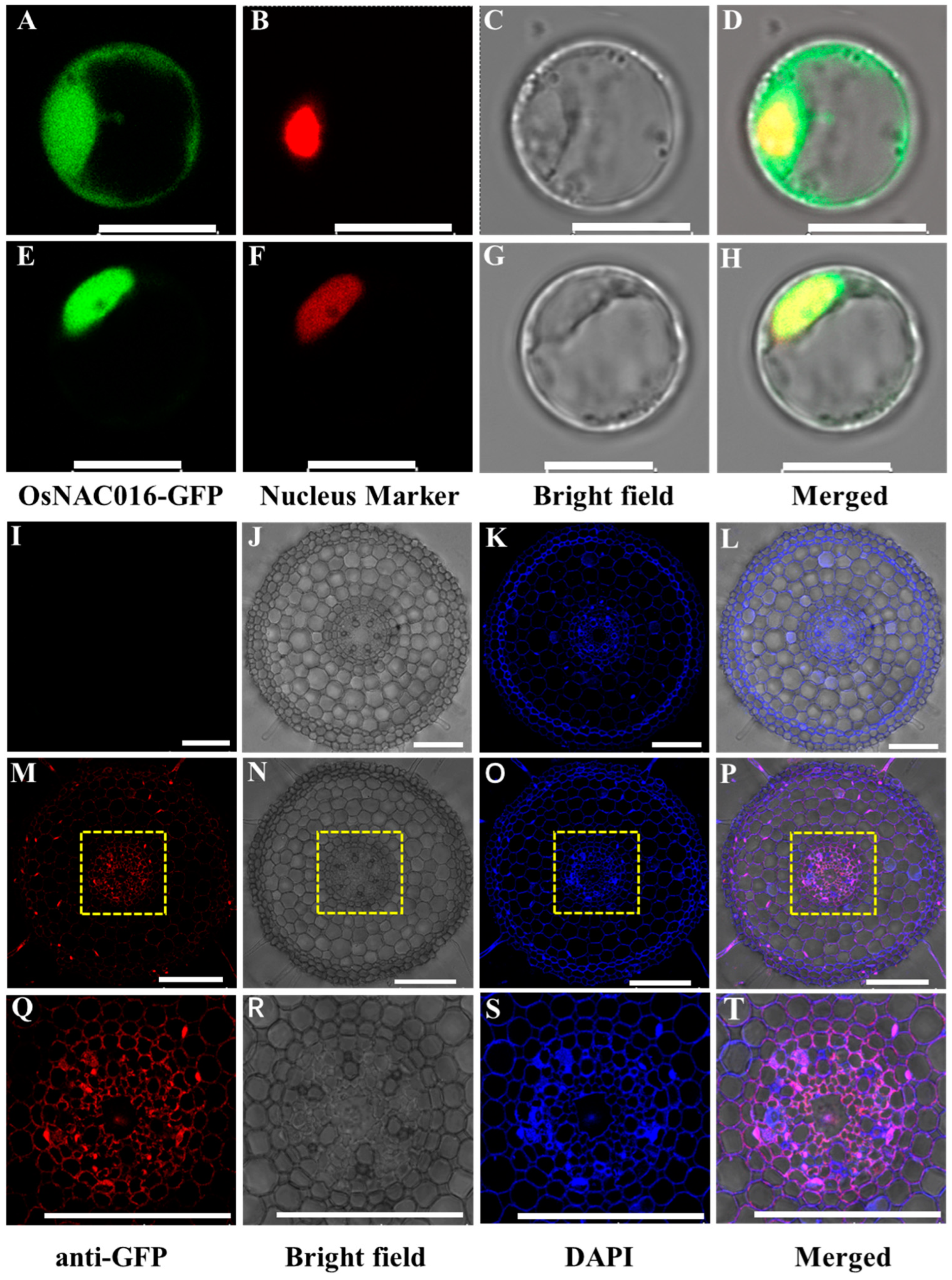 Ijms 24 17036 g003 Ijms 24 17036 g003