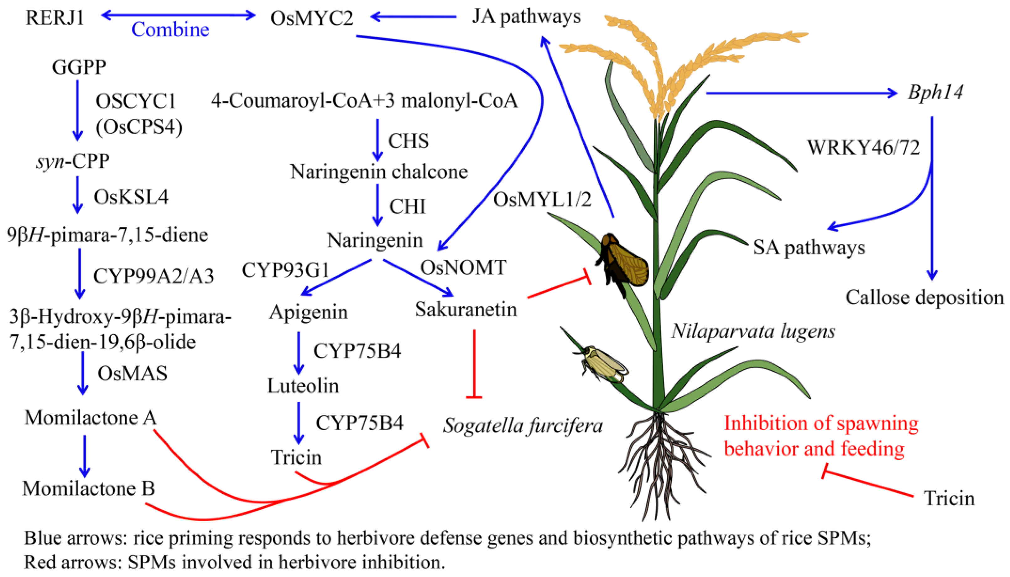 ファッション人気ブランドランキング Chemical Structure Diversity and Extensive Biological 椅子