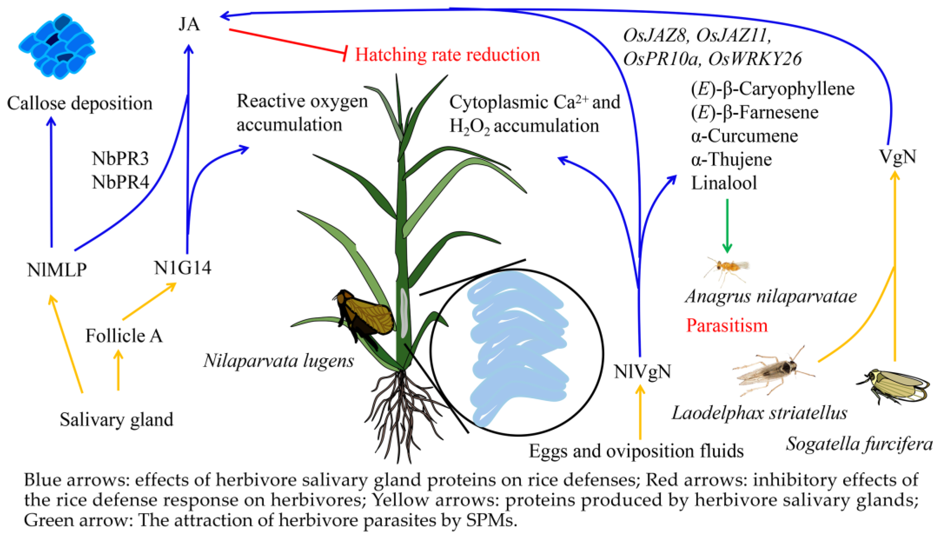 Ijms 24 17053 g002 Ijms 24 17053 g002