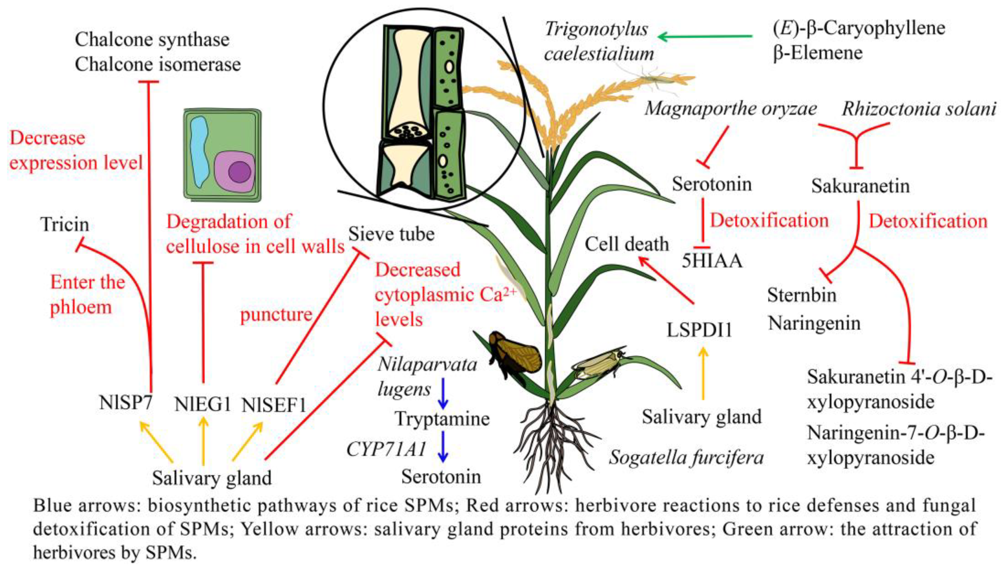 Ijms 24 17053 g003 Ijms 24 17053 g003