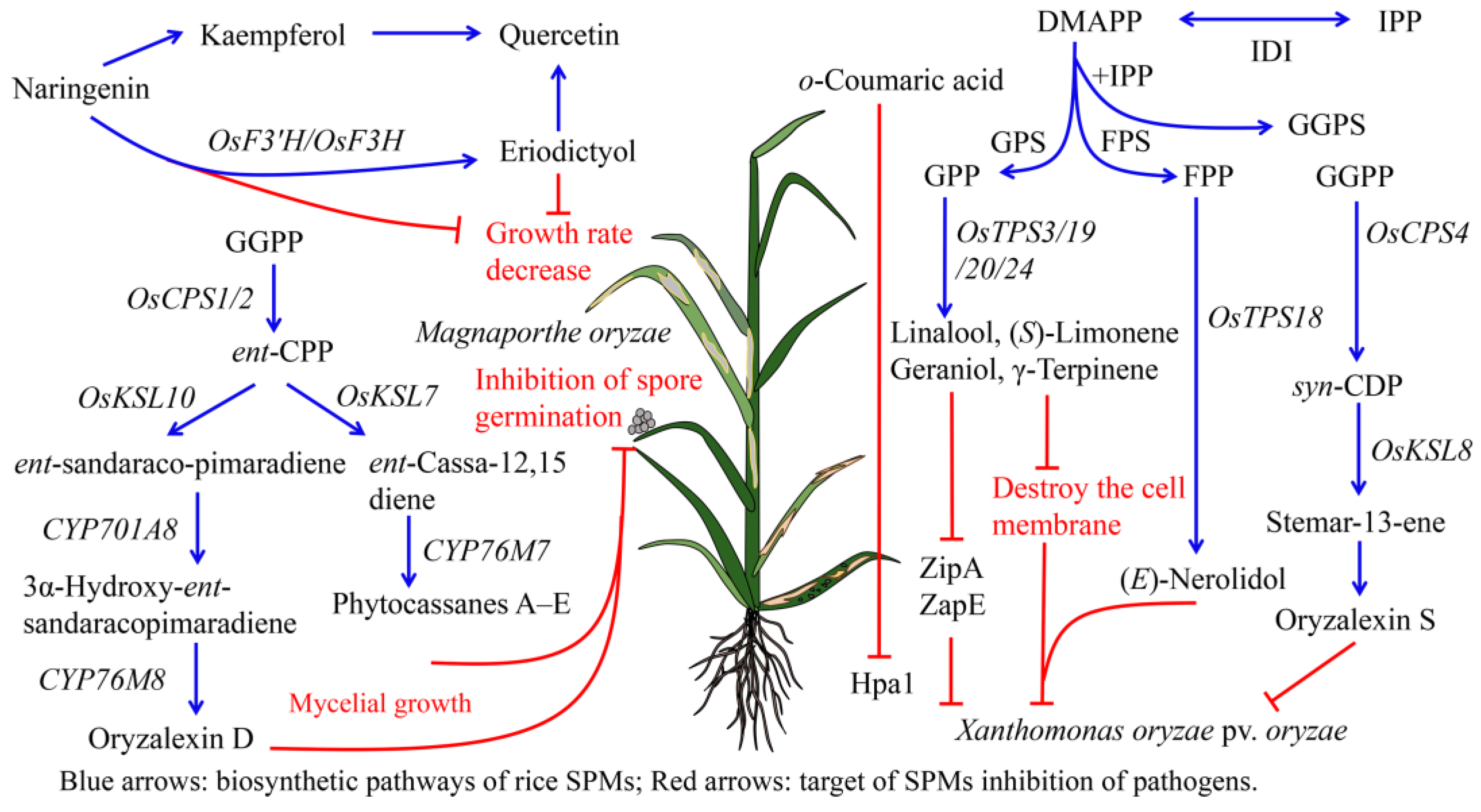 Ijms 24 17053 g004 Ijms 24 17053 g004