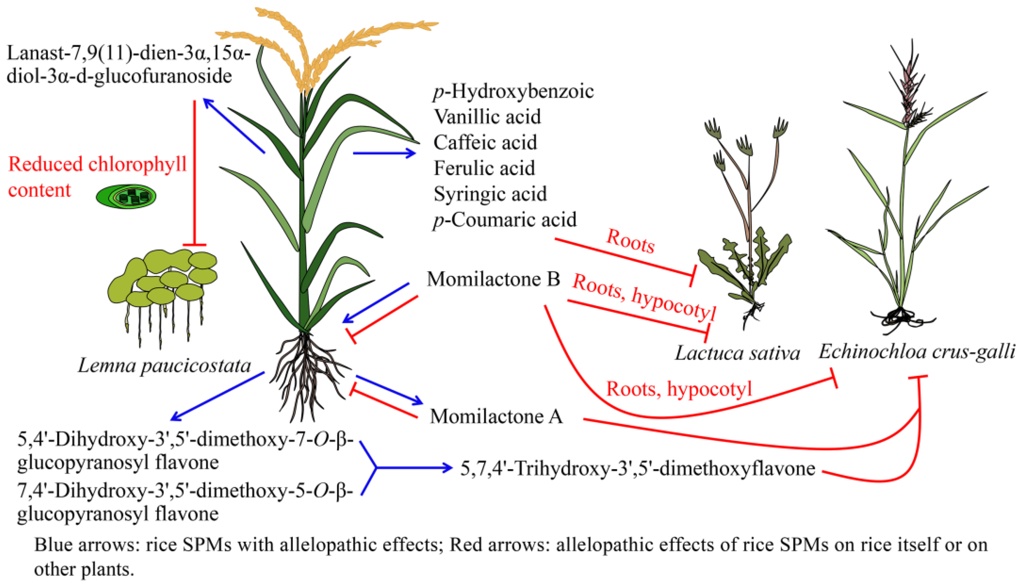 Ijms 24 17053 g005 Ijms 24 17053 g005