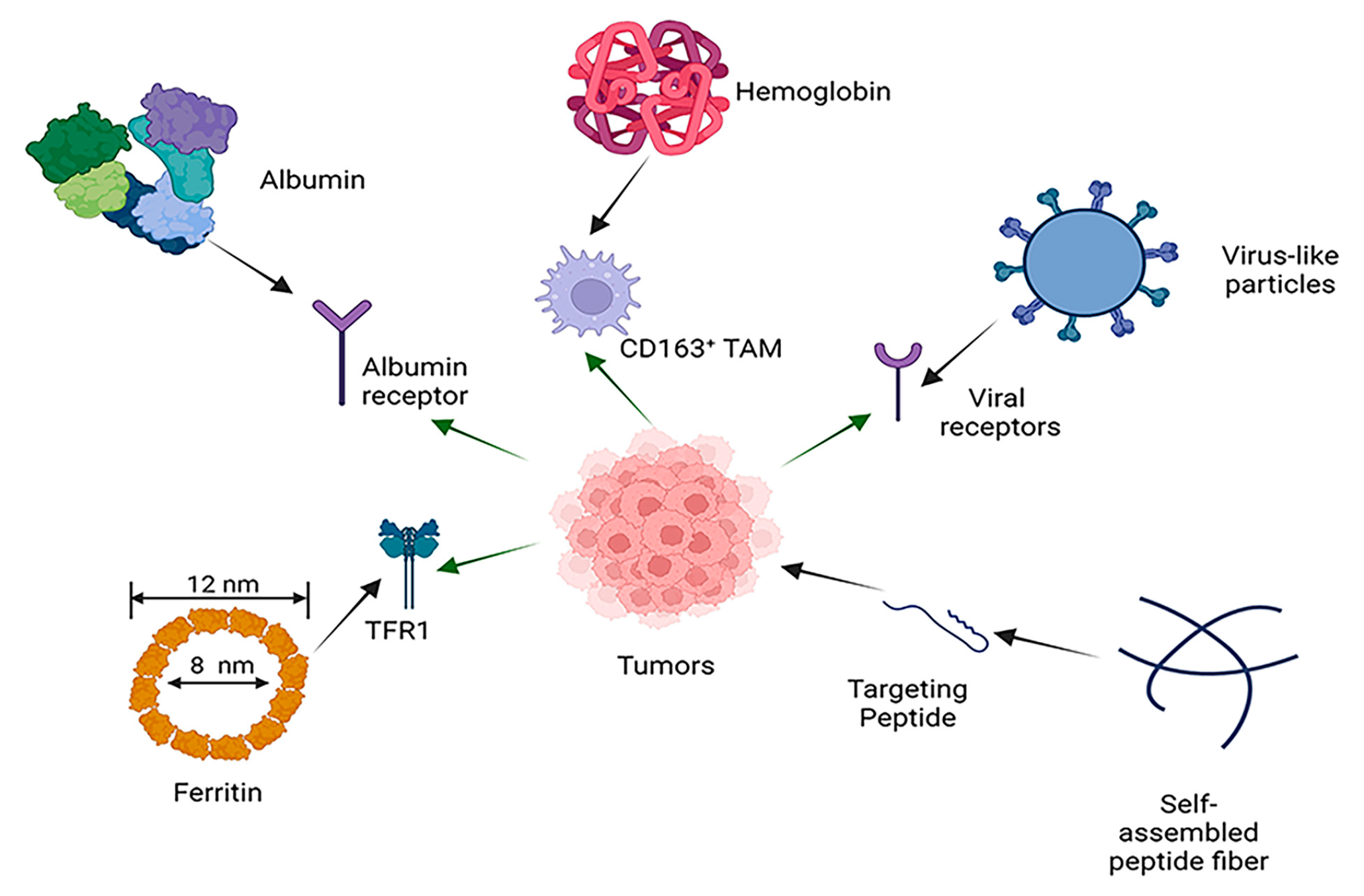 Potential Application of Self-Assembled Peptides and Proteins in Breast  Cancer and Cervical Cancer