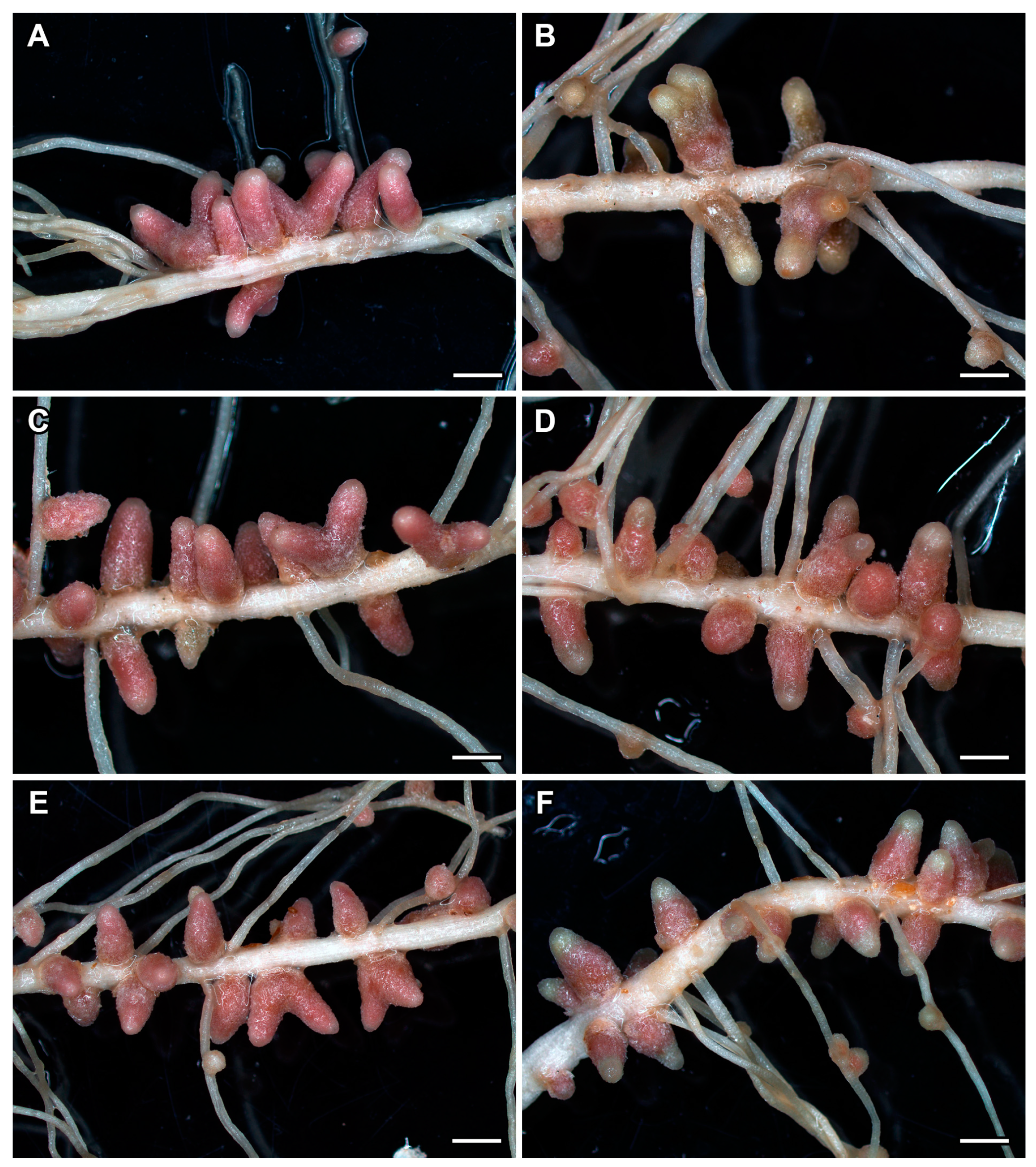 Ijms 24 17062 g007 Ijms 24 17062 g007