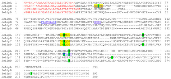 A Novel Lipase from Streptomyces exfoliatus DSMZ 41693 for