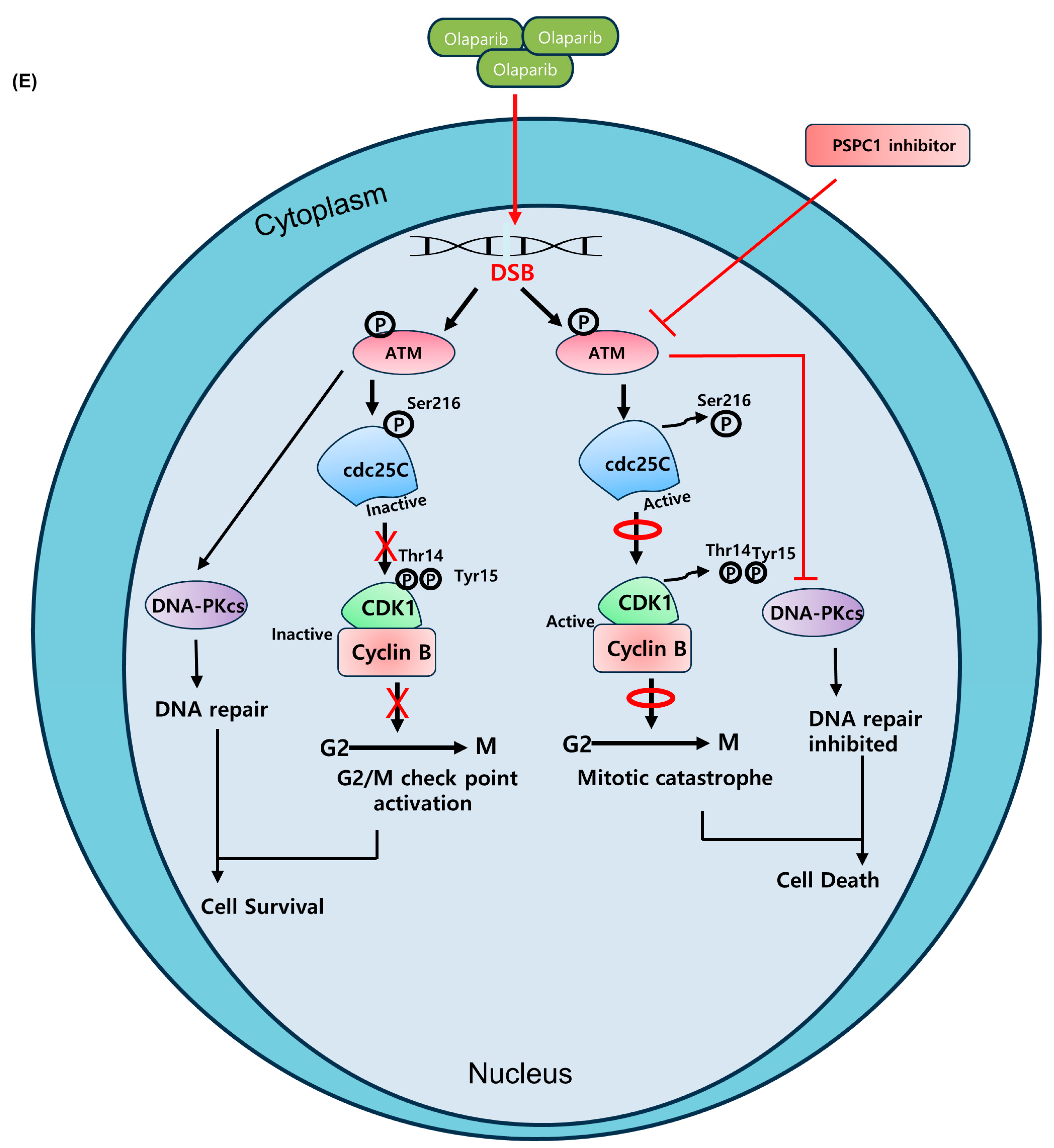 Ijms 24 17086 g003b Ijms 24 17086 g003b