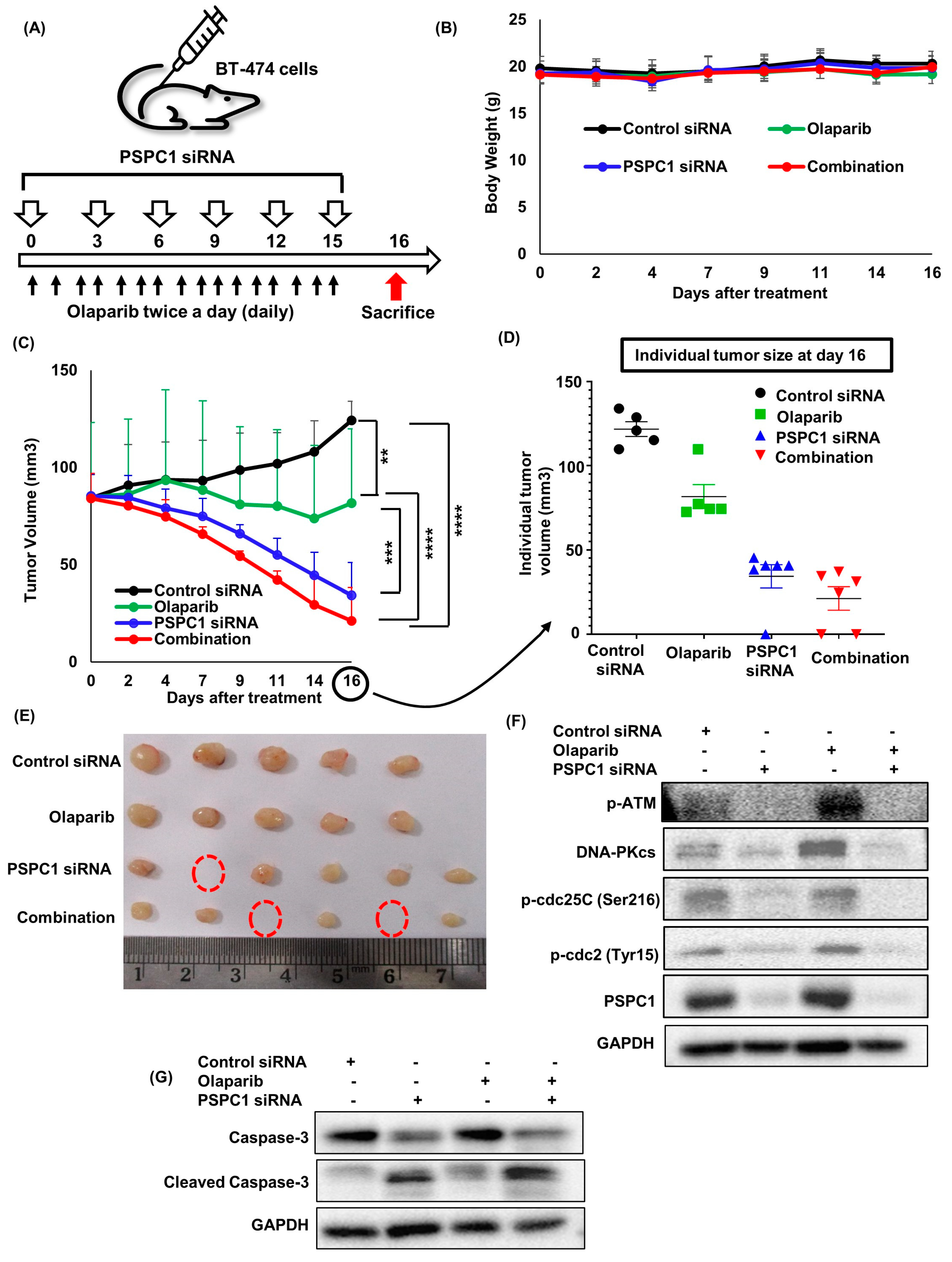 Ijms 24 17086 g004 Ijms 24 17086 g004