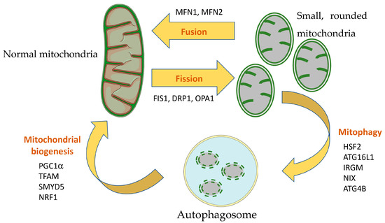 Role of Mitochondria in Inflammatory Bowel Diseases: A Systematic Review