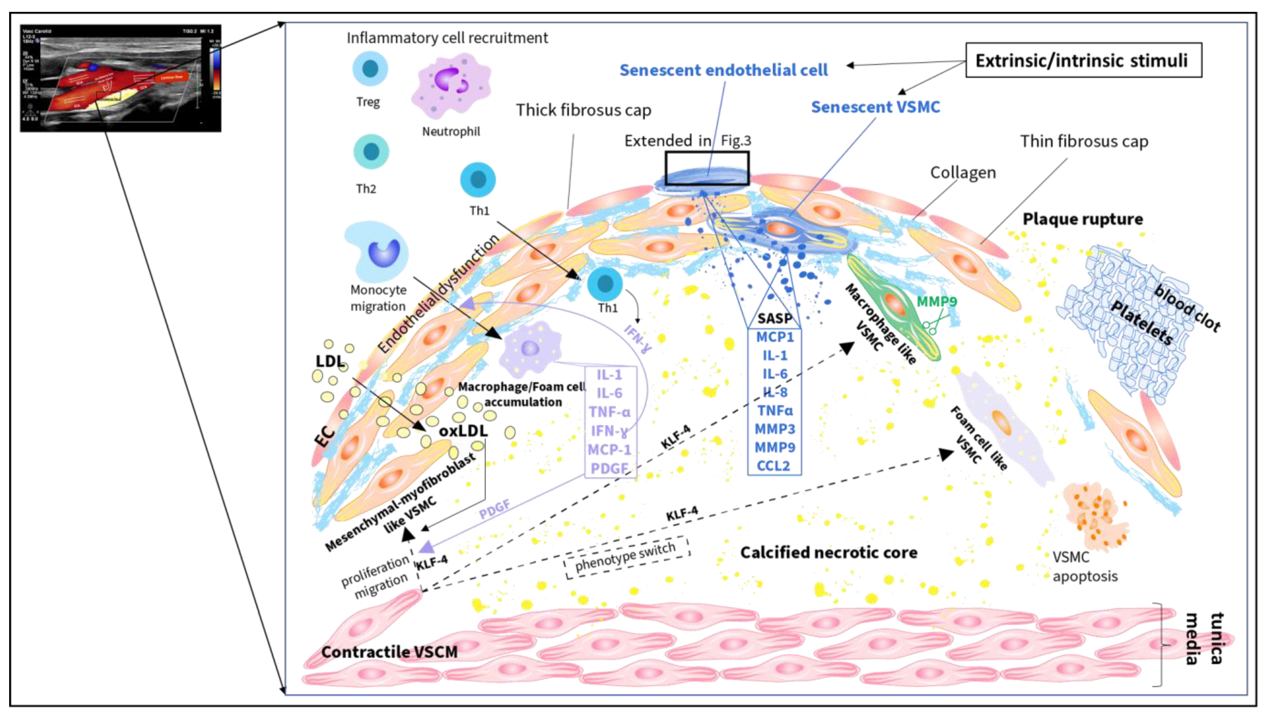 Ijms 24 17129 g002 Ijms 24 17129 g002