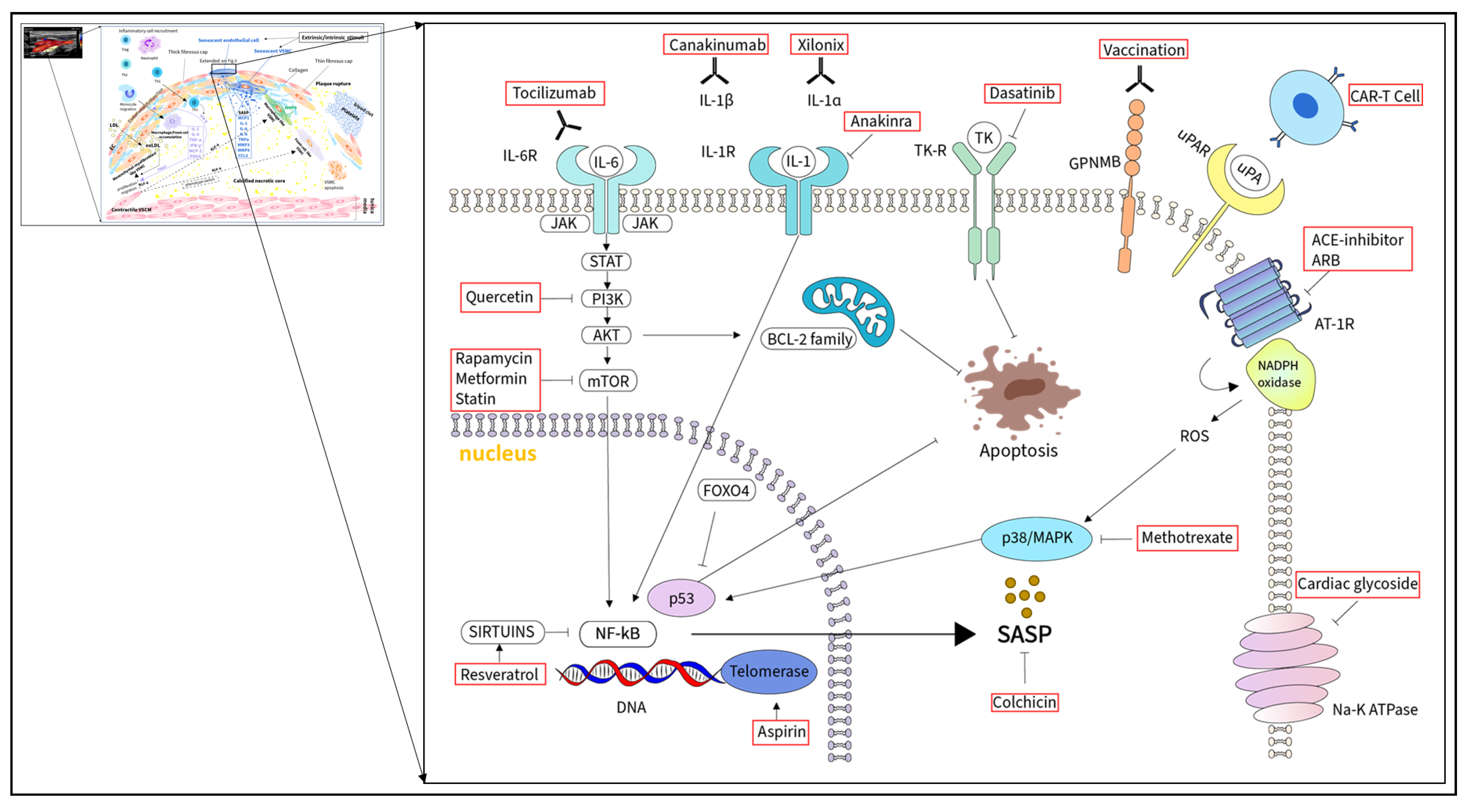 Ijms 24 17129 g003 Ijms 24 17129 g003