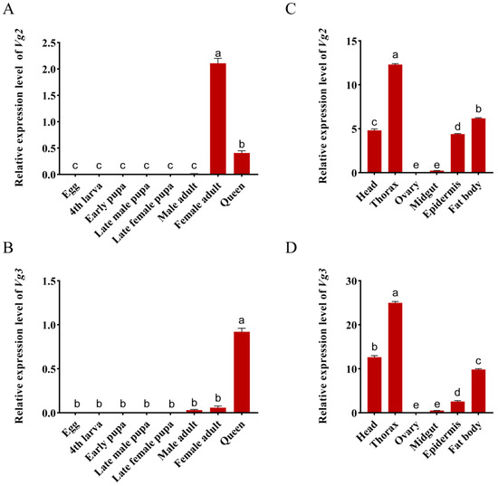 Comparative Analyses of Reproductive Caste Types Reveal