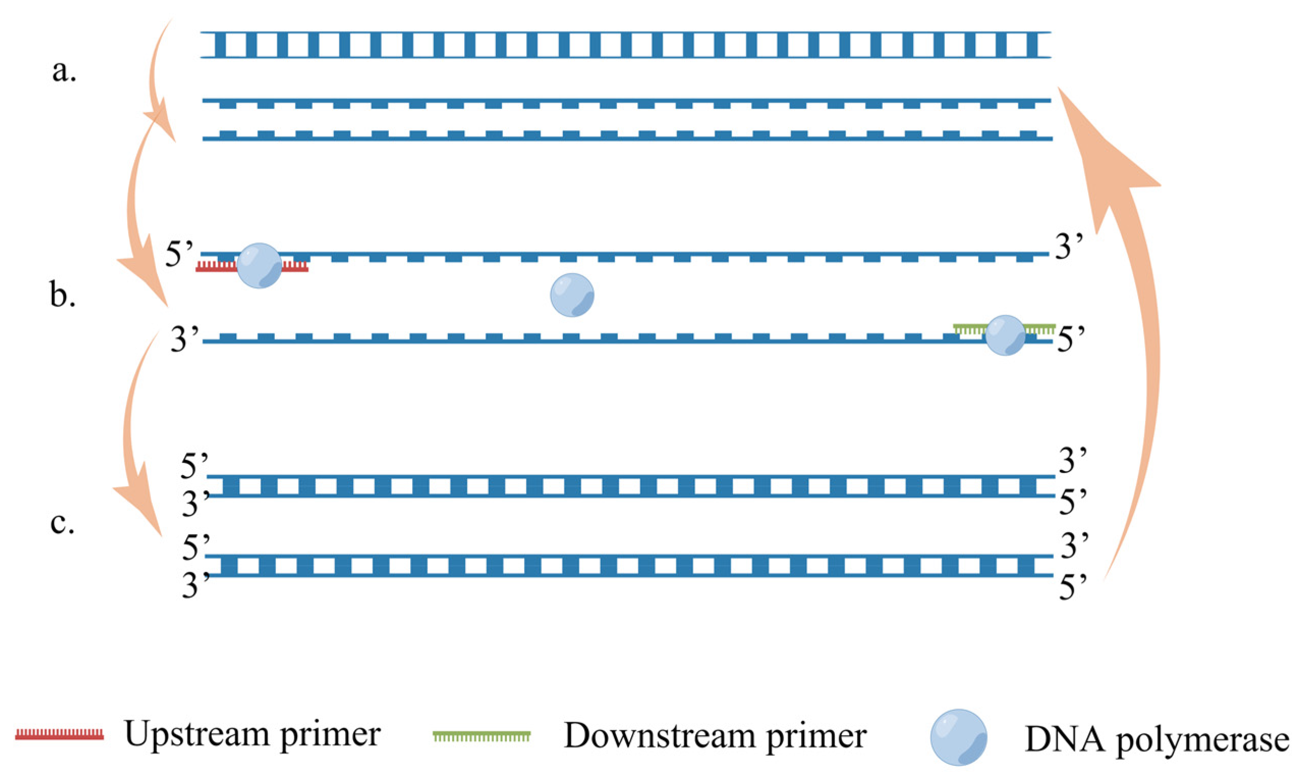 Ijms 24 17157 g002 Ijms 24 17157 g002