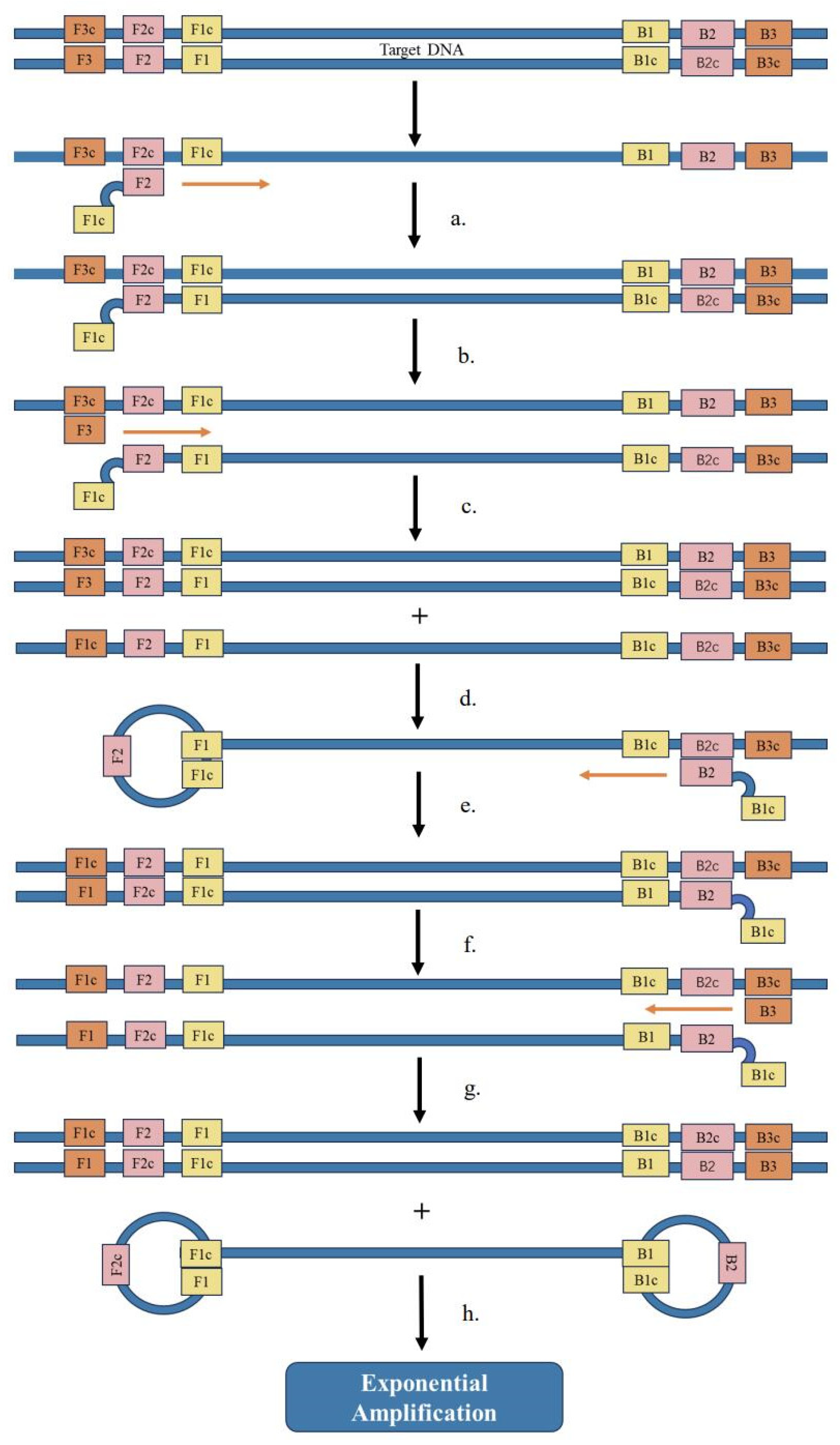 Ijms 24 17157 g004 Ijms 24 17157 g004