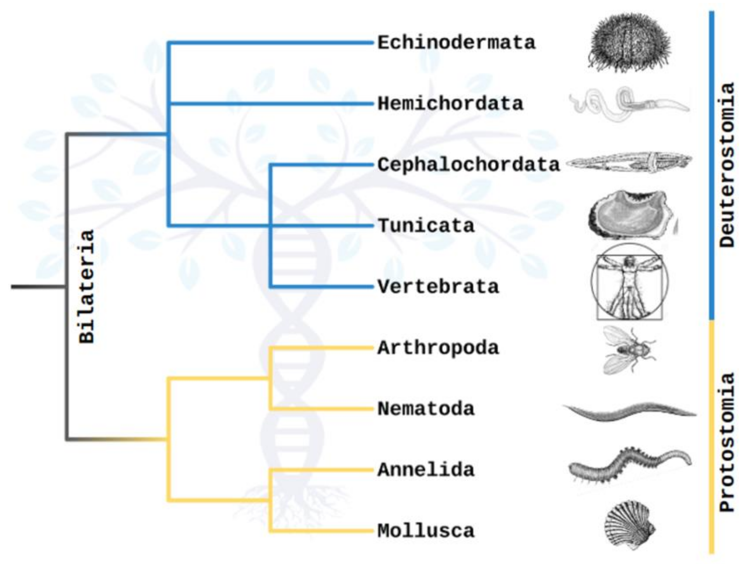 Pluteus Larva  Encyclopedia MDPI