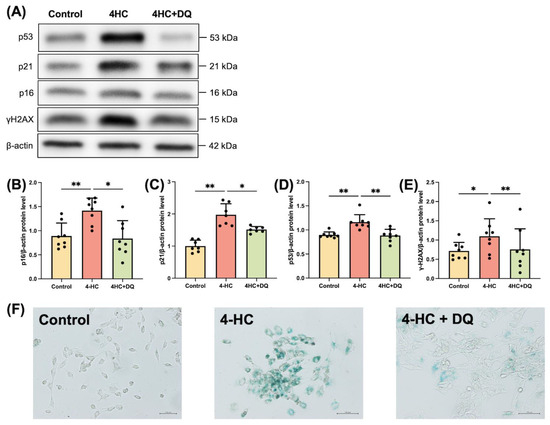 The Role of Cellular Senescence in Cyclophosphamide-Induced