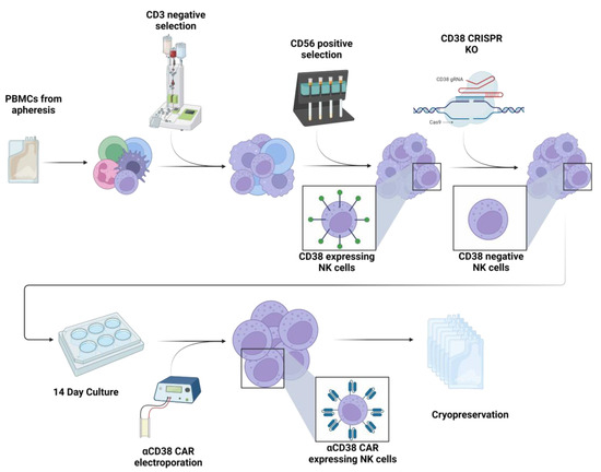 Nicotinamide-Expanded Allogeneic Natural Killer Cells with CD38
