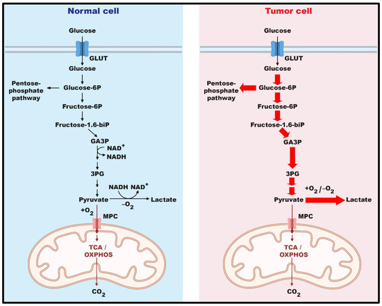 The Emerging Roles of the Metabolic Regulator G6PD in Human Cancers