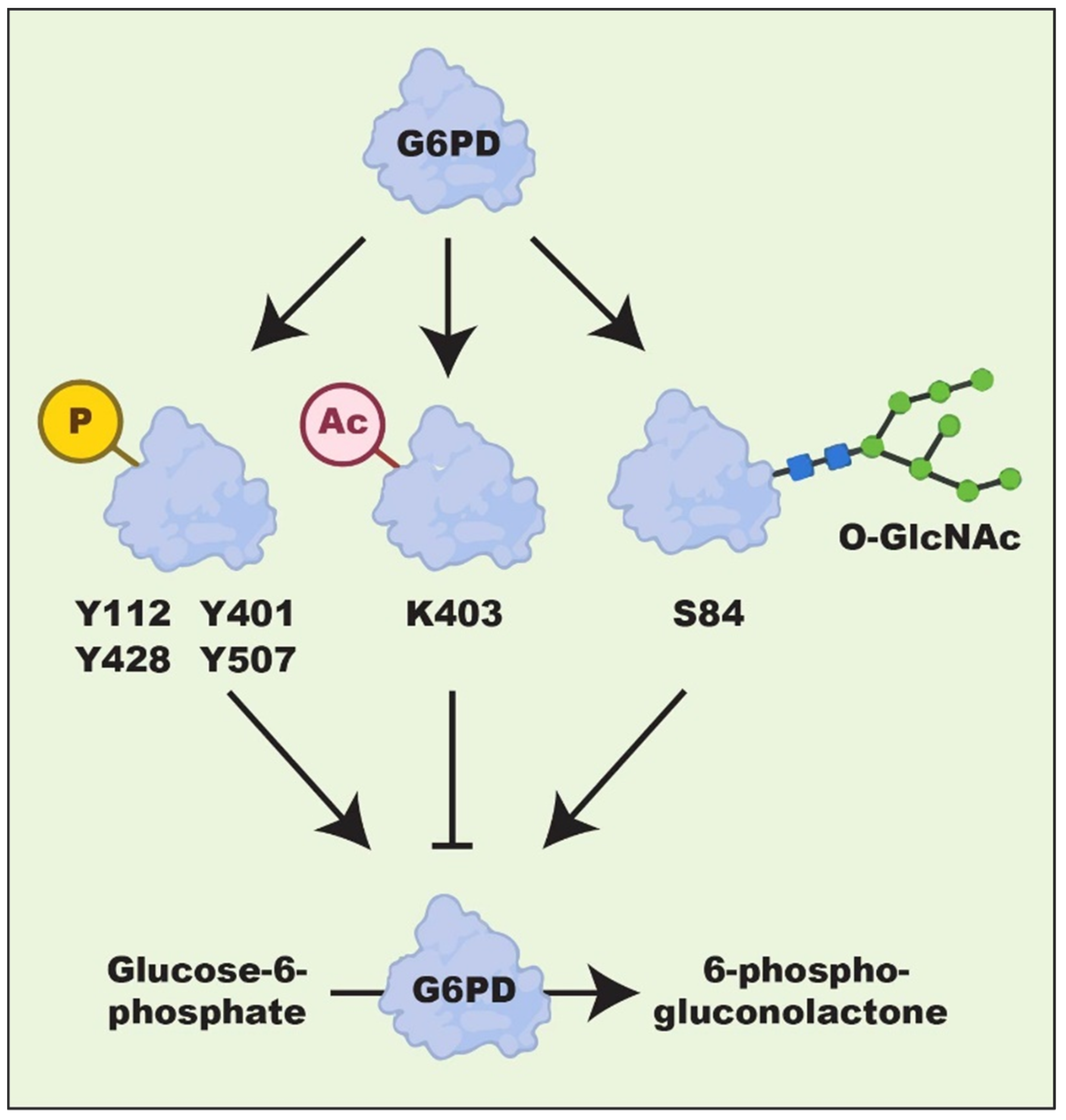 IJMS Free FullText The Emerging Roles of the Metabolic Regulator