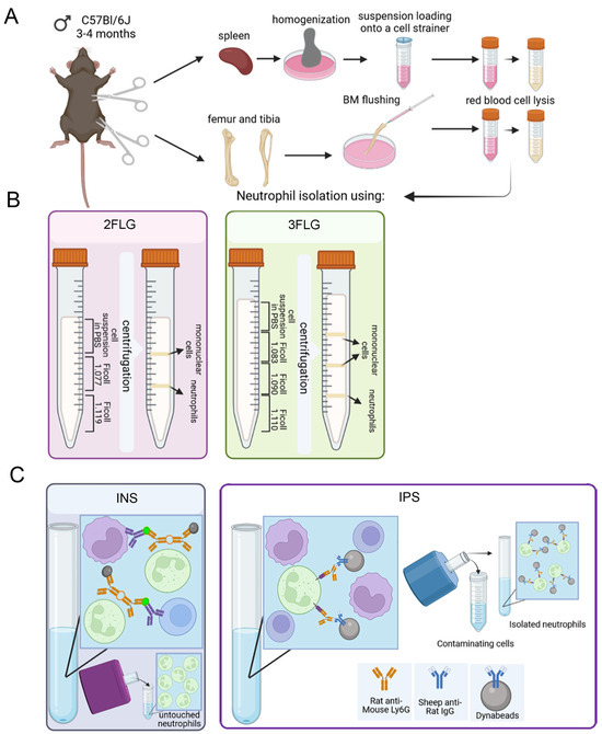 IJMS Free FullText A Comparative Study of Different Protocols for Isolation of Murine