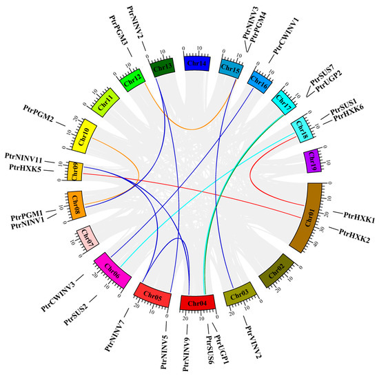 Structure and Expression Analysis of PtrSUS, PtrINV, PtrHXK