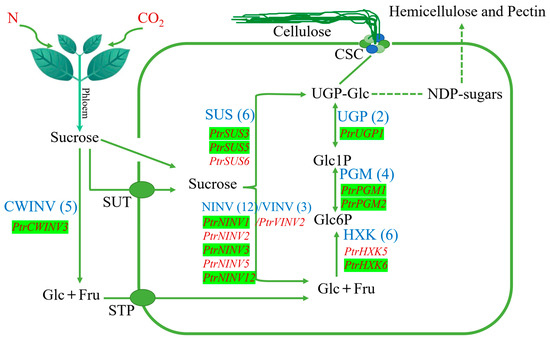 Yy  Ubiquitin ligase Hrd1 enhances the degradation and