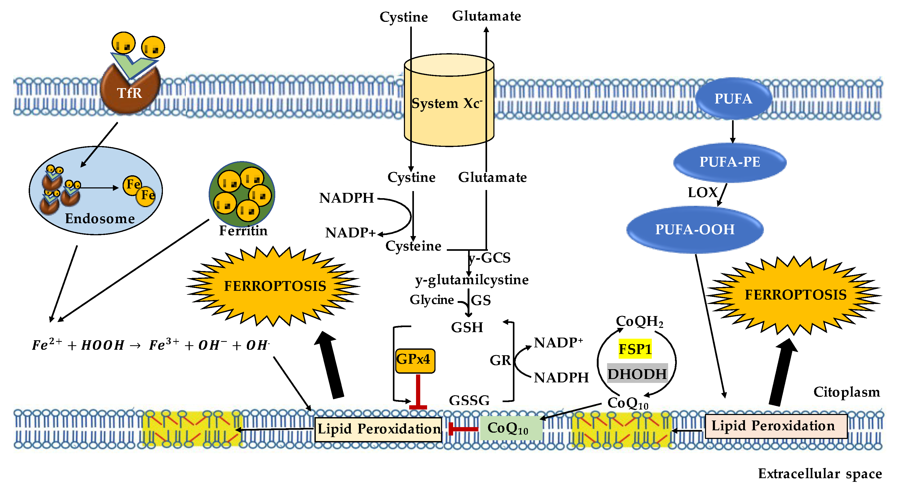 Ijms 24 17279 g001 Ijms 24 17279 g001