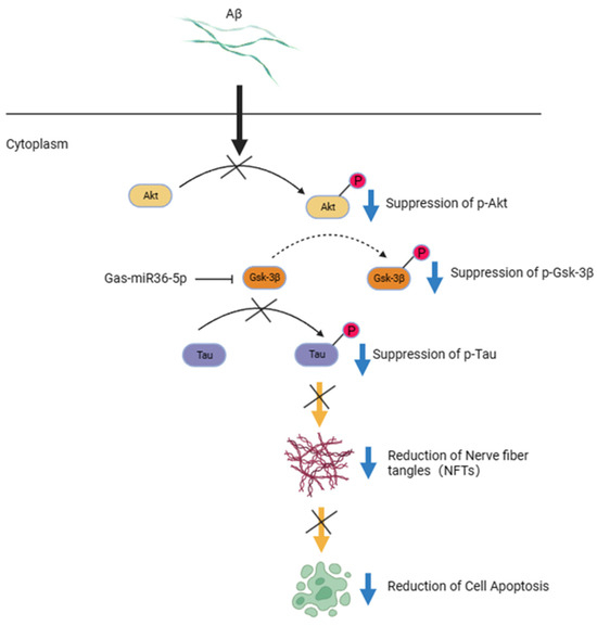 Neuroprotection and Mechanism of Gas-miR36-5p from Gastrodia elata