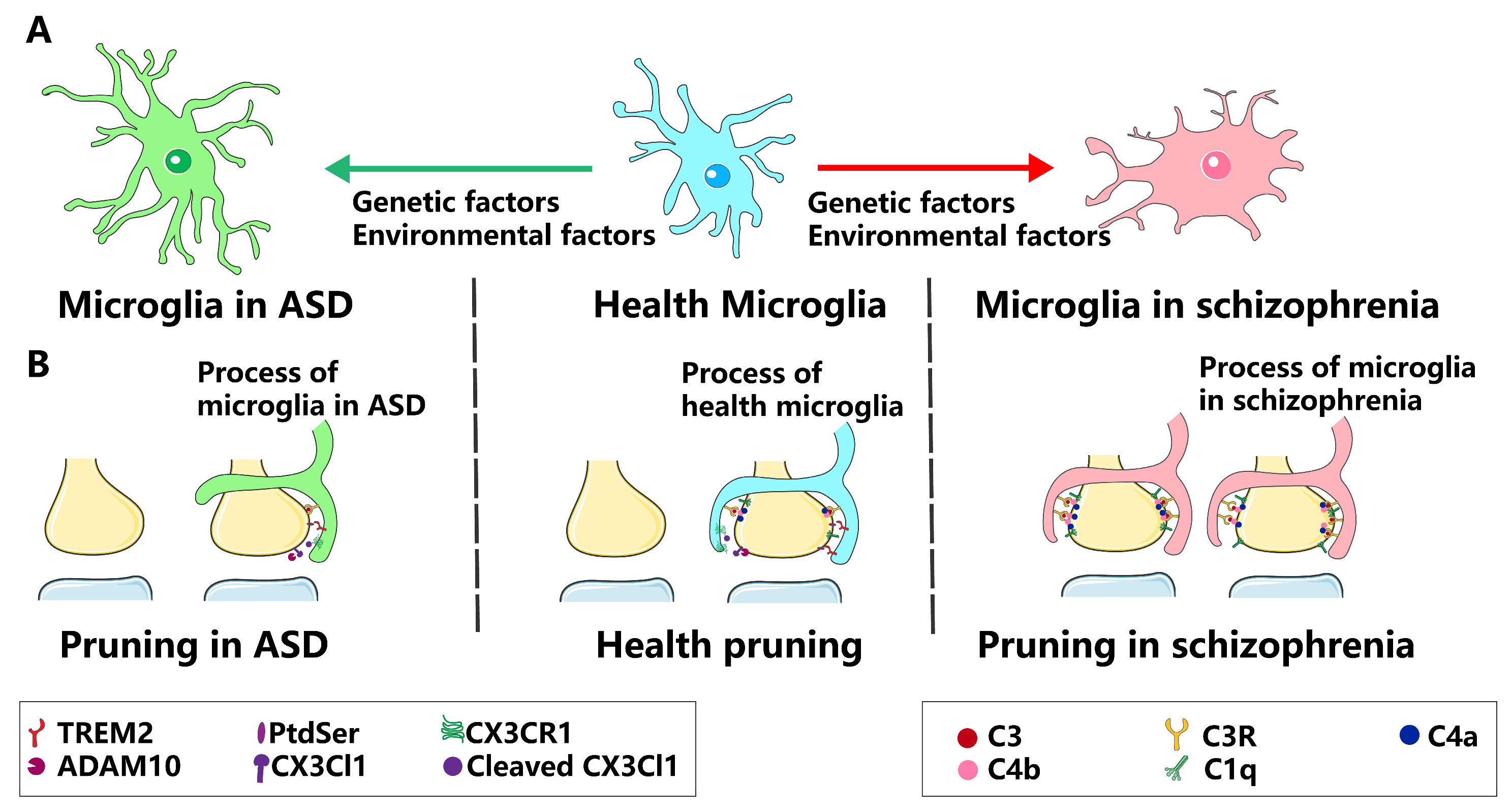 ジュニア Microglia Modulate Neurodevelopment in Autism Spectrum