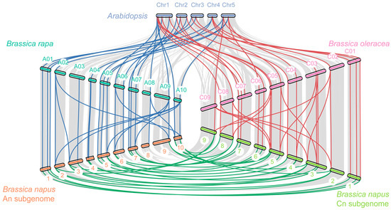 Two-Component System Genes in Brassica napus: Identification