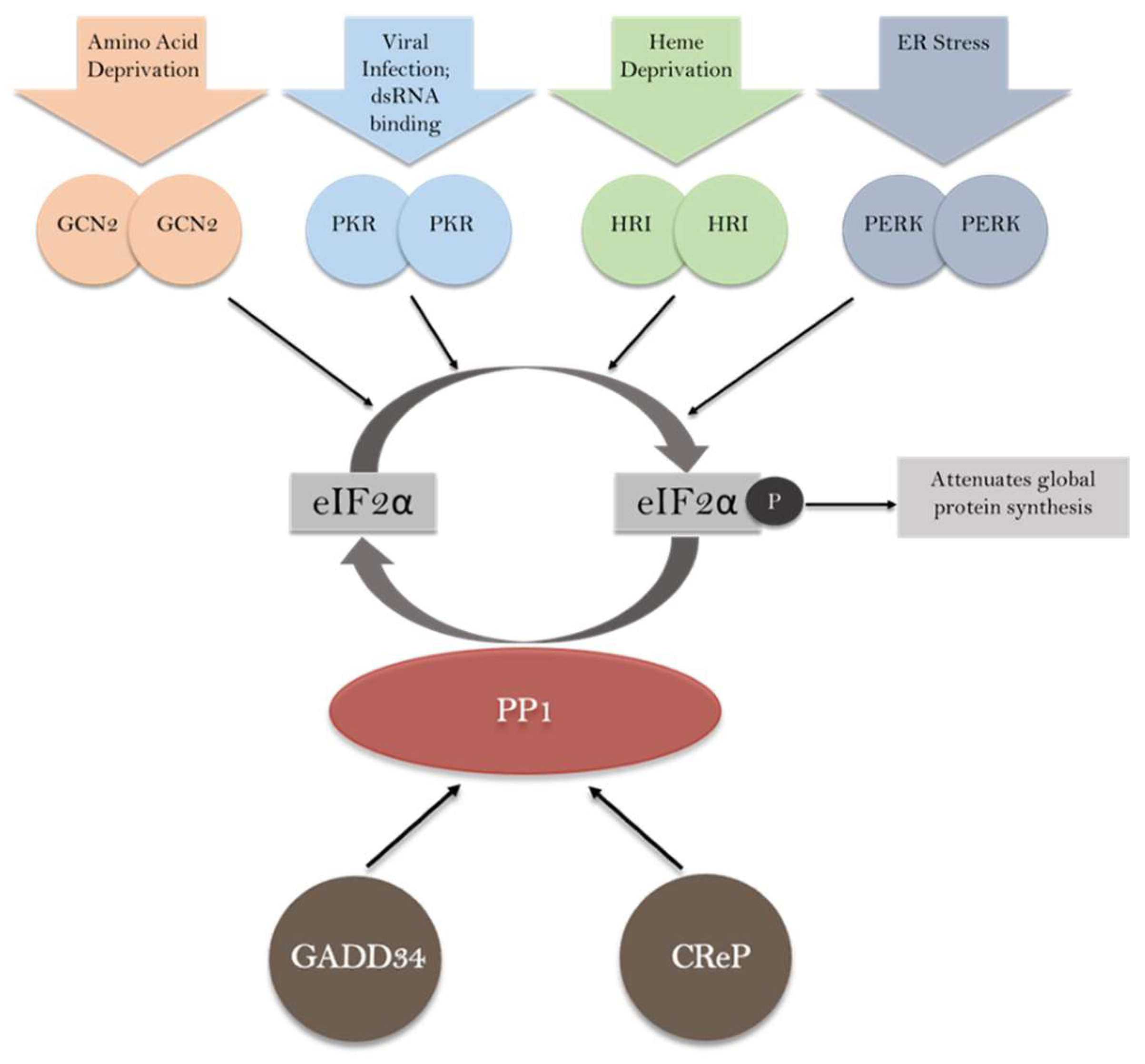 Ijms 24 17321 g001 Ijms 24 17321 g001