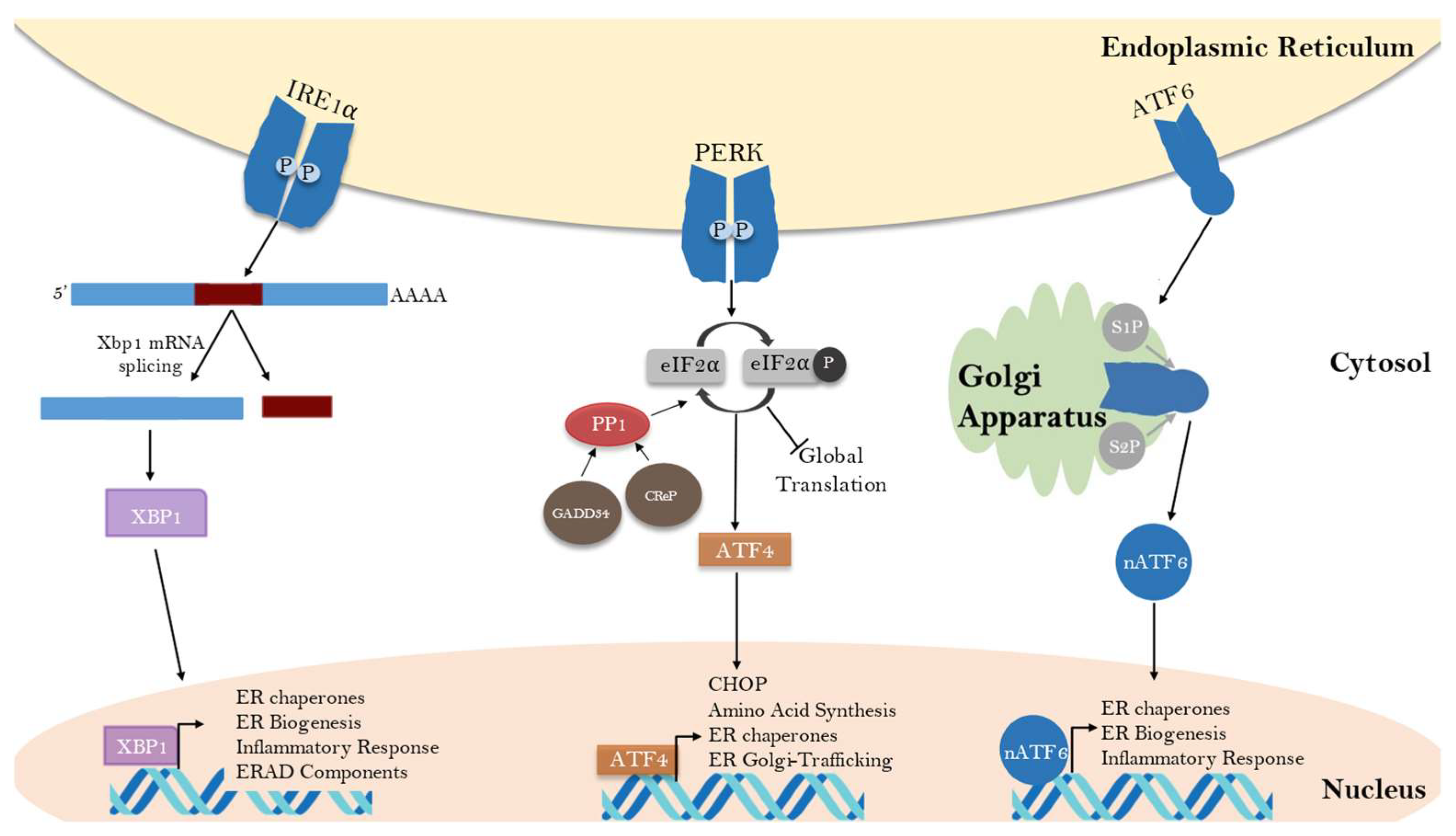 Ijms 24 17321 g002 Ijms 24 17321 g002