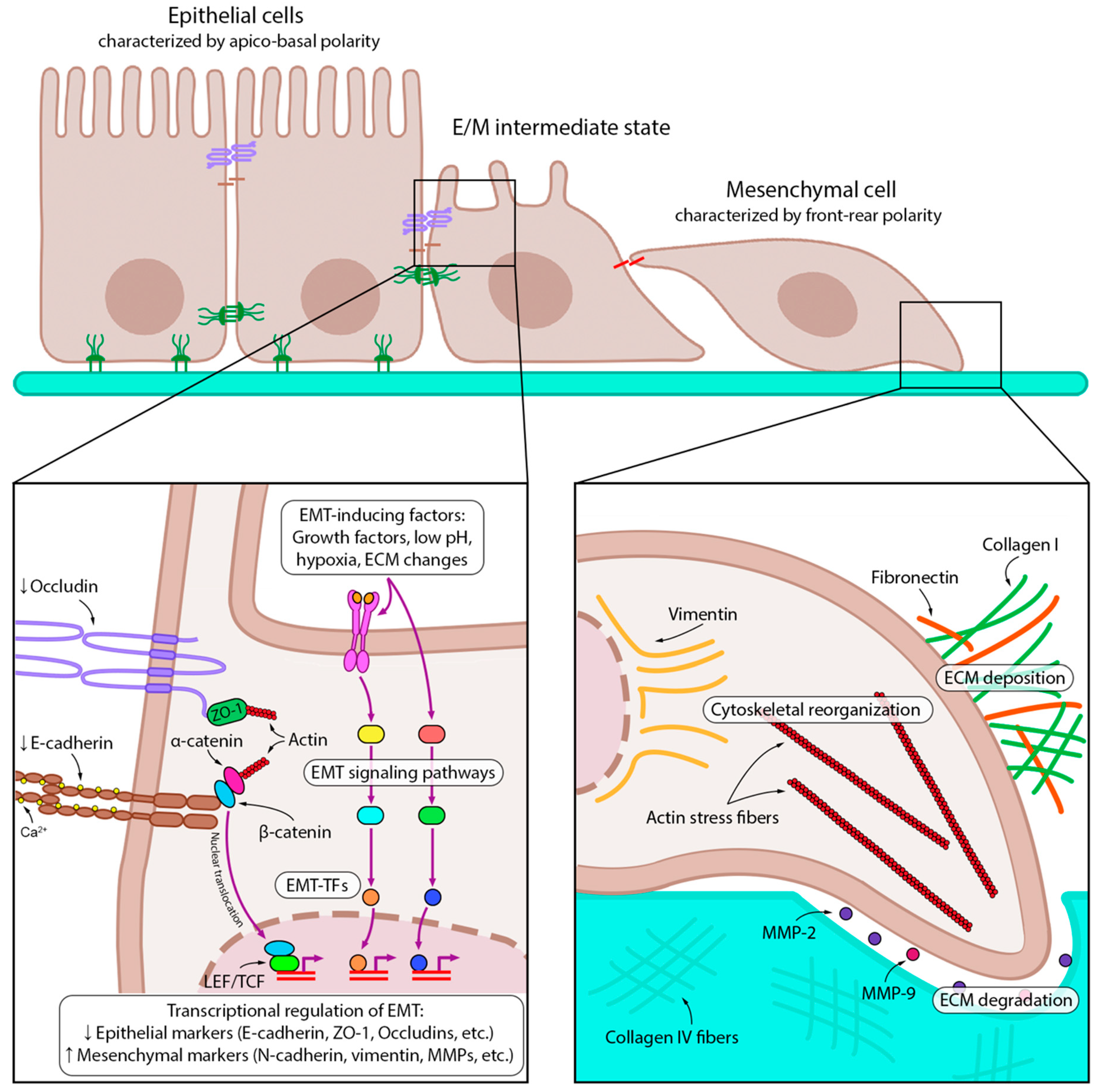 $ siberian mouse nude $Img.src Features of the Antitumor Effect of Vaccinia Virus Lister Strain
