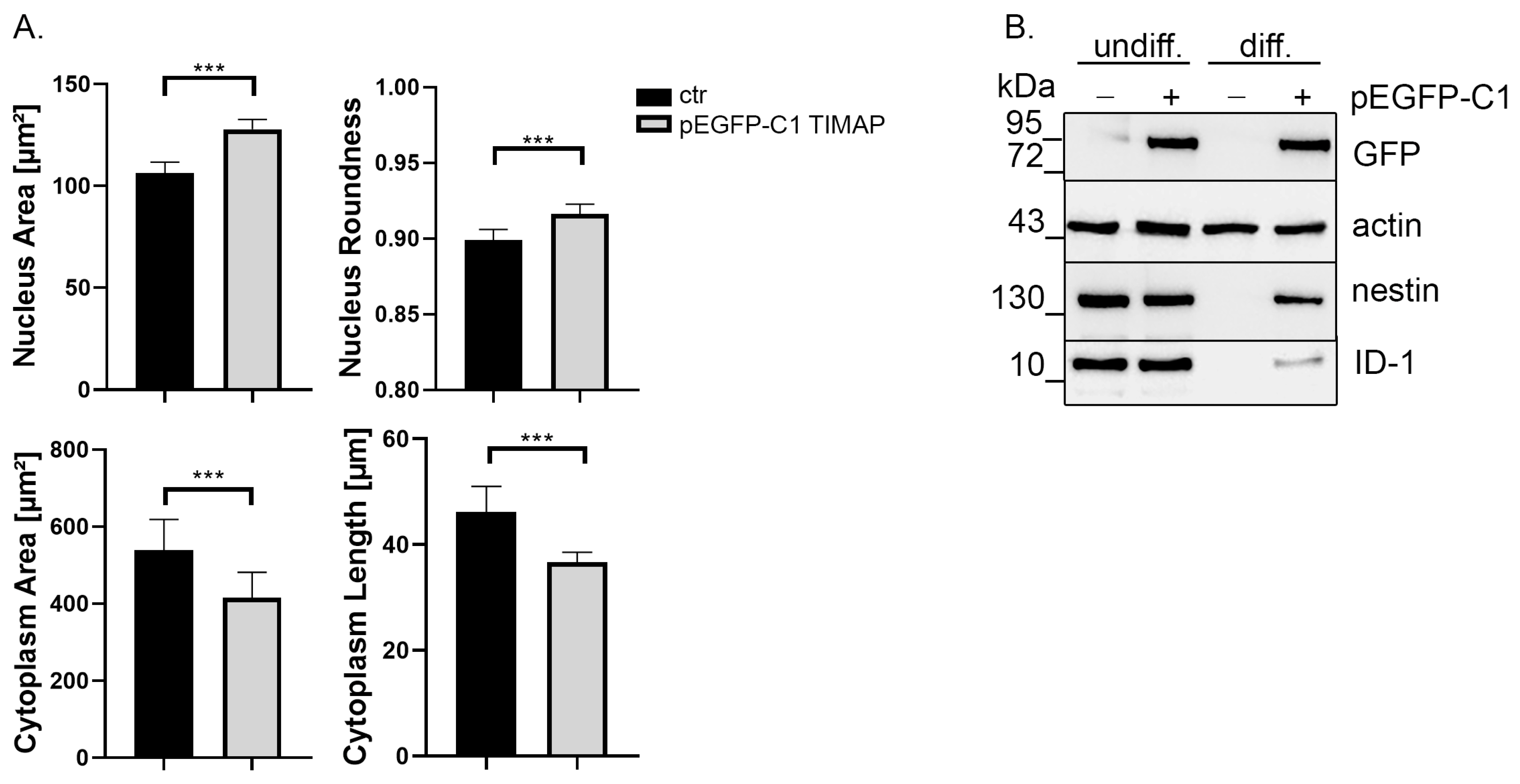 Ijms 24 17360 g004 Ijms 24 17360 g004