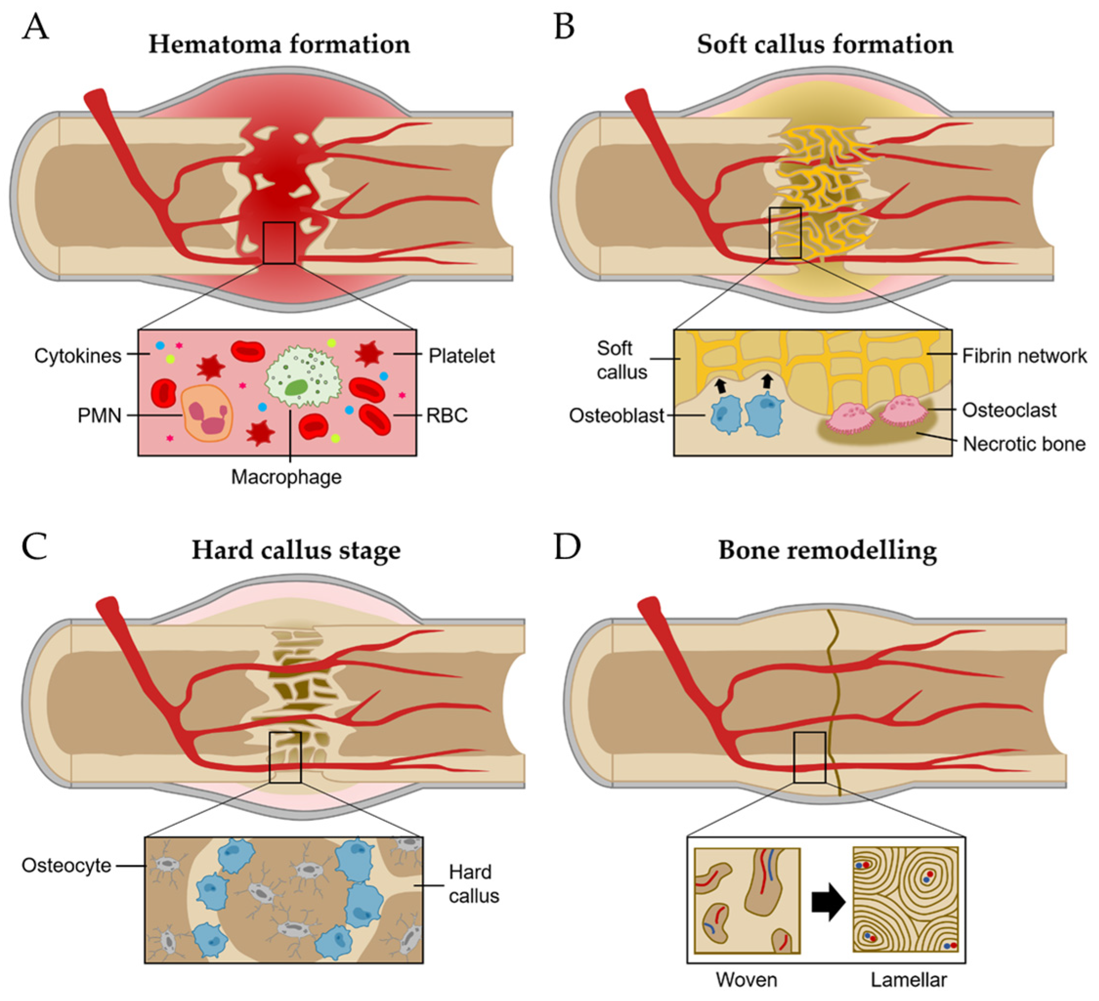 Ijms 24 17365 g002 Ijms 24 17365 g002
