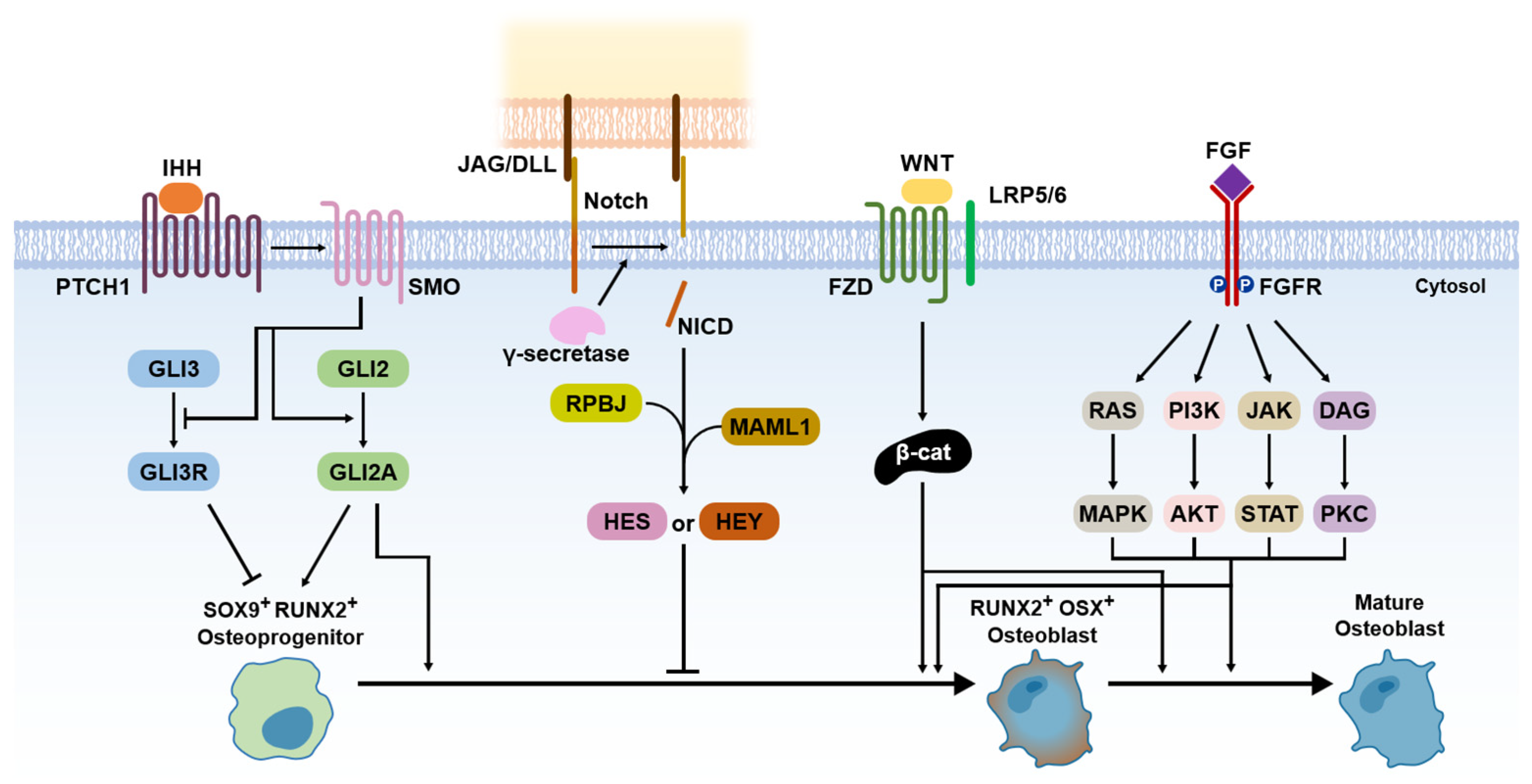 Ijms 24 17365 g003 Ijms 24 17365 g003