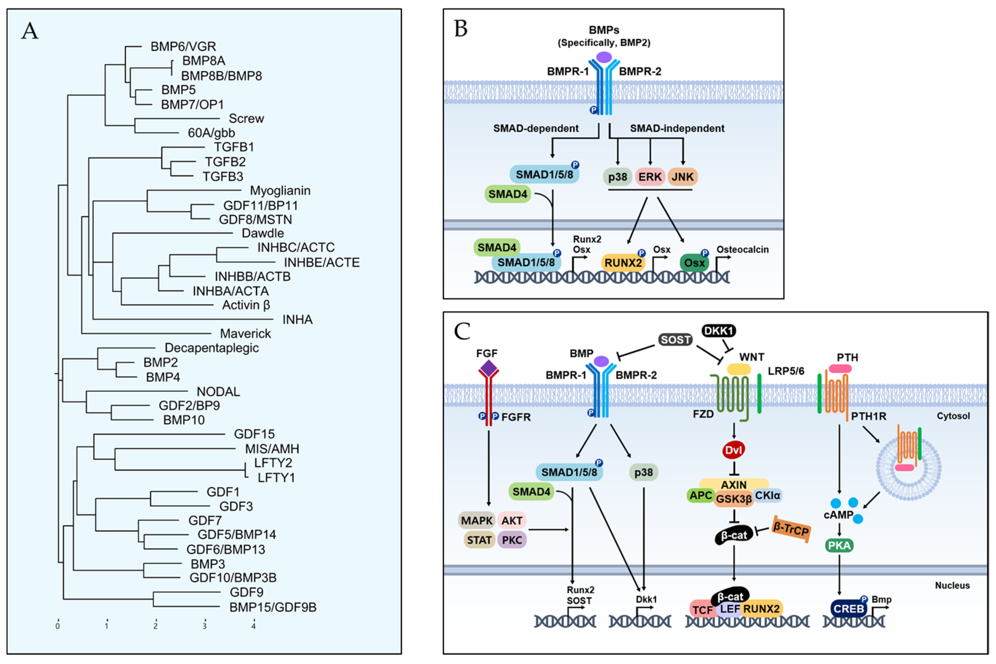 Ijms 24 17365 g004 Ijms 24 17365 g004