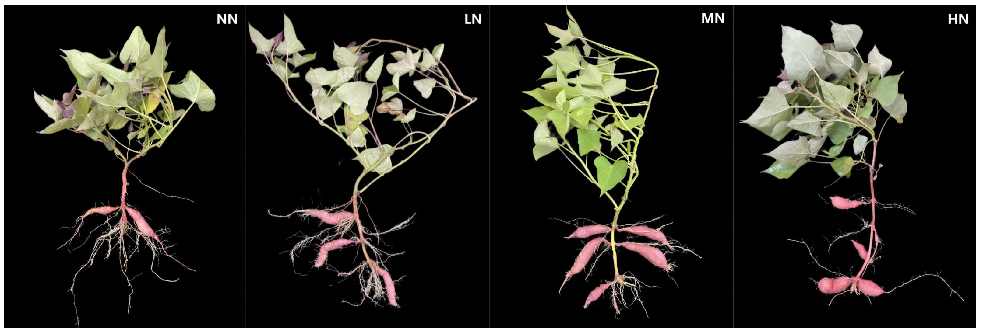 Ijms 24 17424 g001 Ijms 24 17424 g001