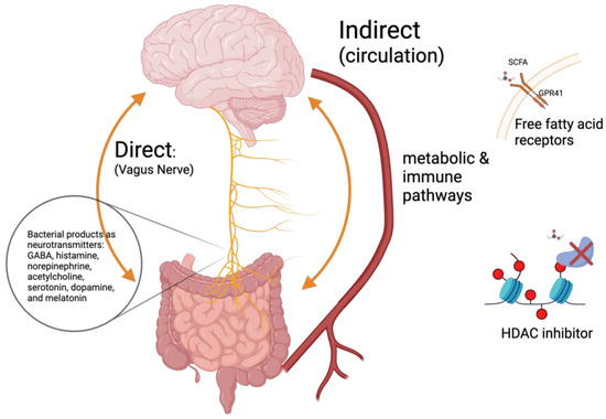 glutathione aspergers The Role of Short-Chain Fatty Acids and Altered Microbiota Composition in  Autism Spectrum Disorder: A Comprehensive Literature Review