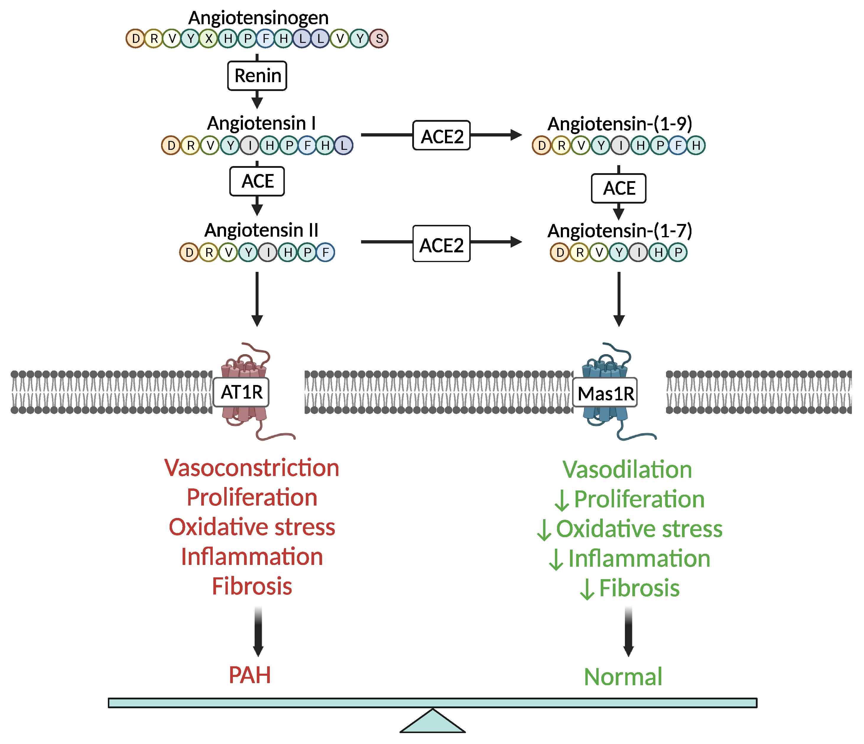 Angiotensin-Converting Enzyme 2 (ACE2) Signaling in Pulmonary 