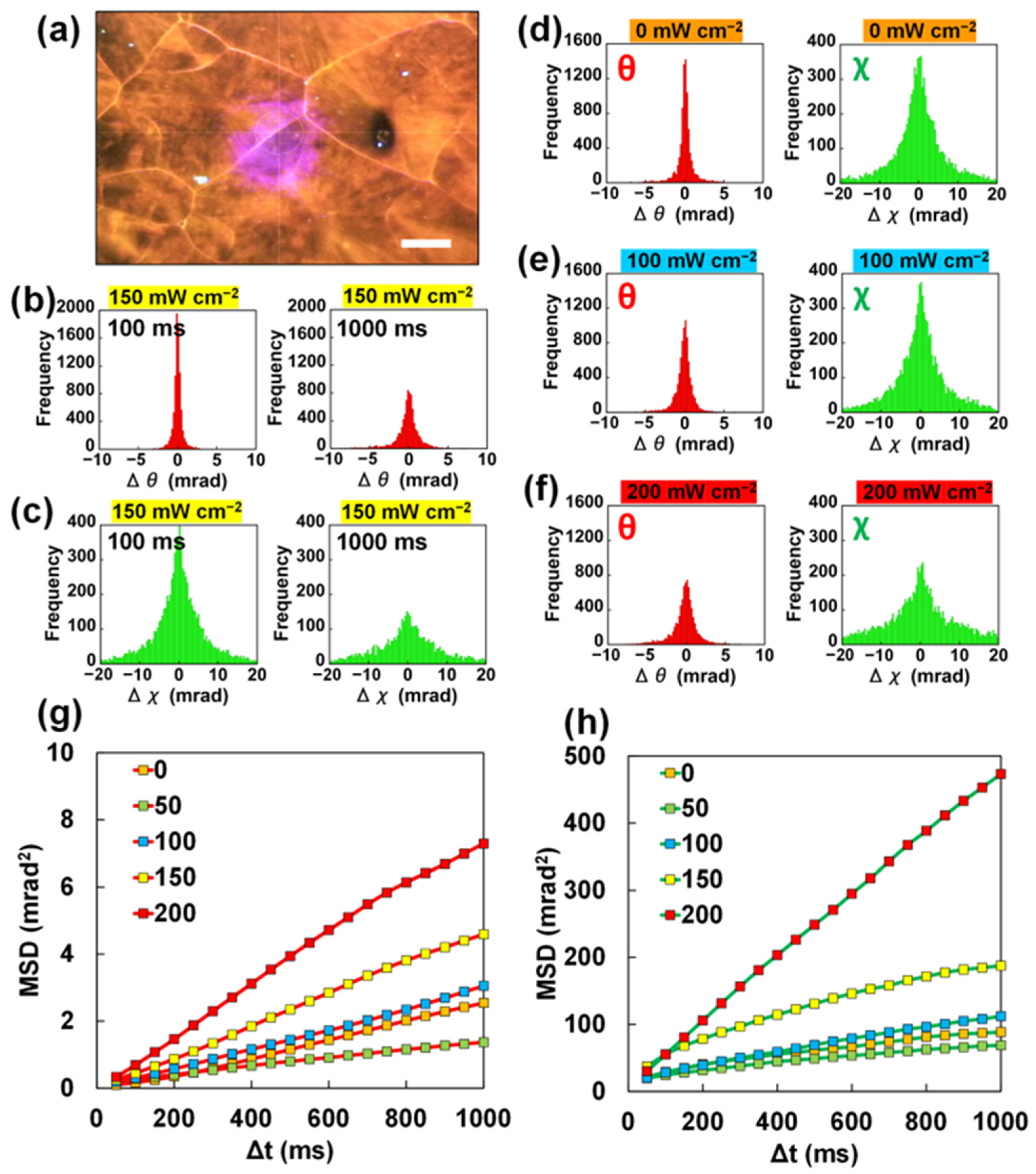 Visualization of the Dynamics of Photoinduced Crawling