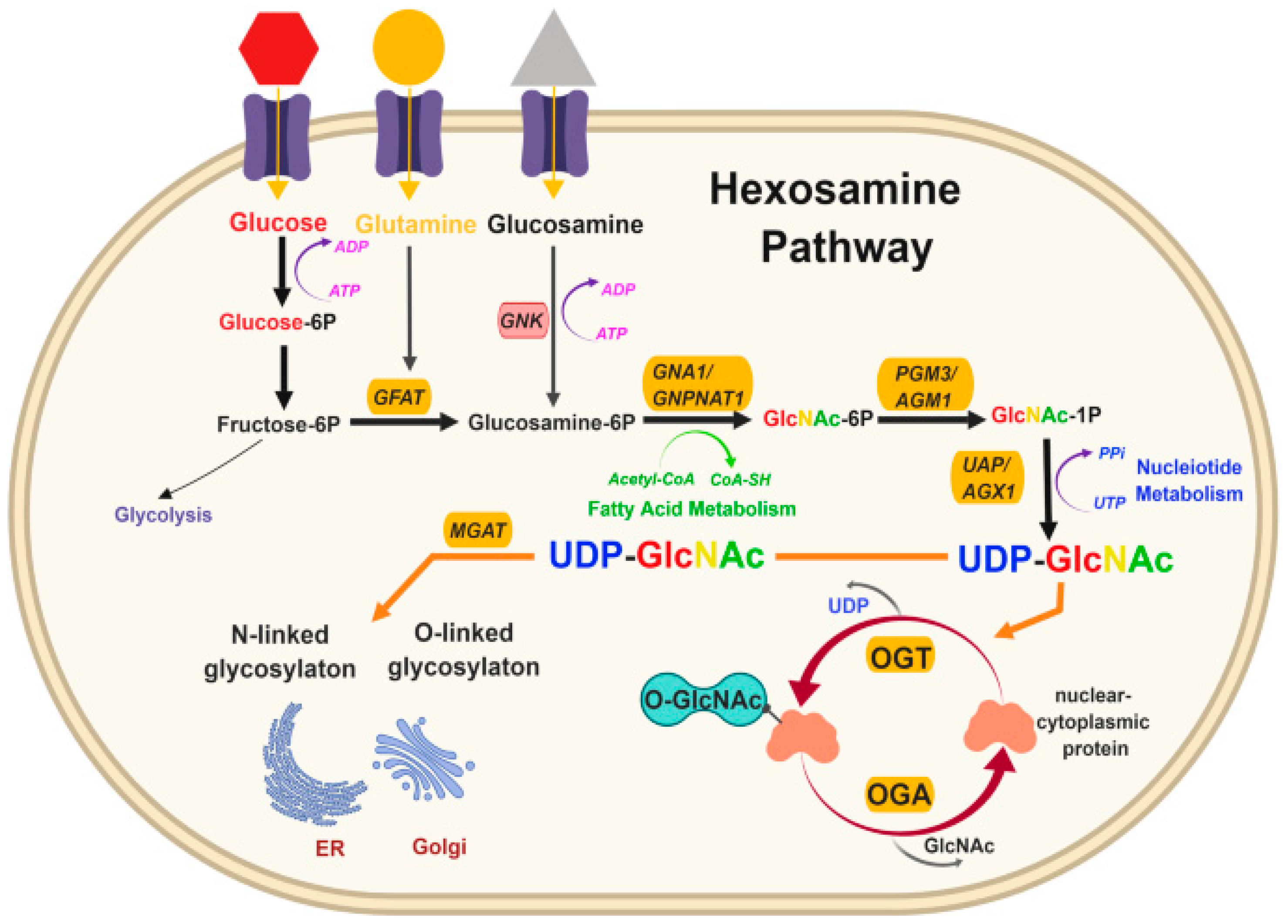 Ijms 24 17465 g005 Ijms 24 17465 g005