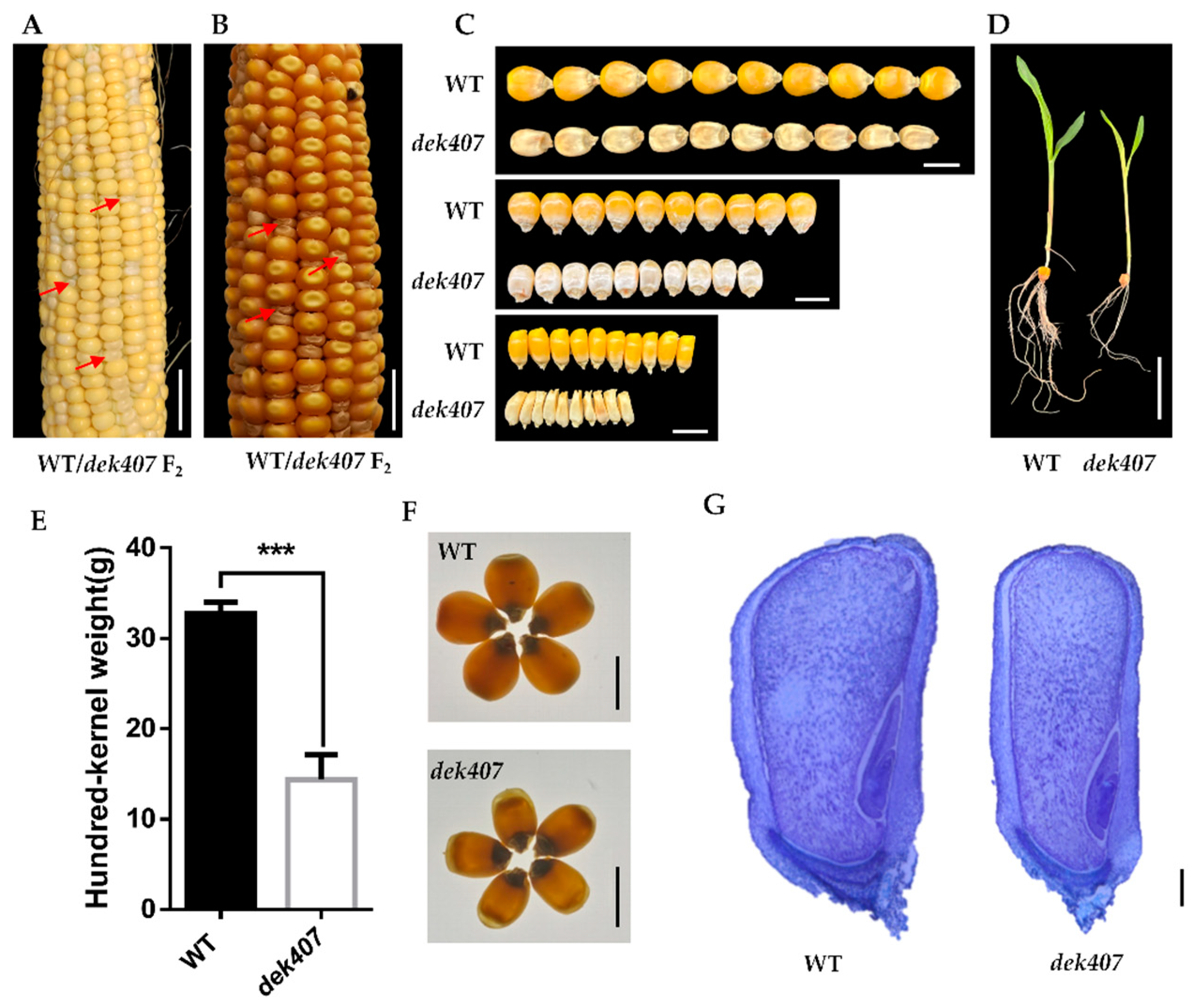 Maize Dek407 Encodes the Nitrate Transporter 1.5 and Is Required for ...