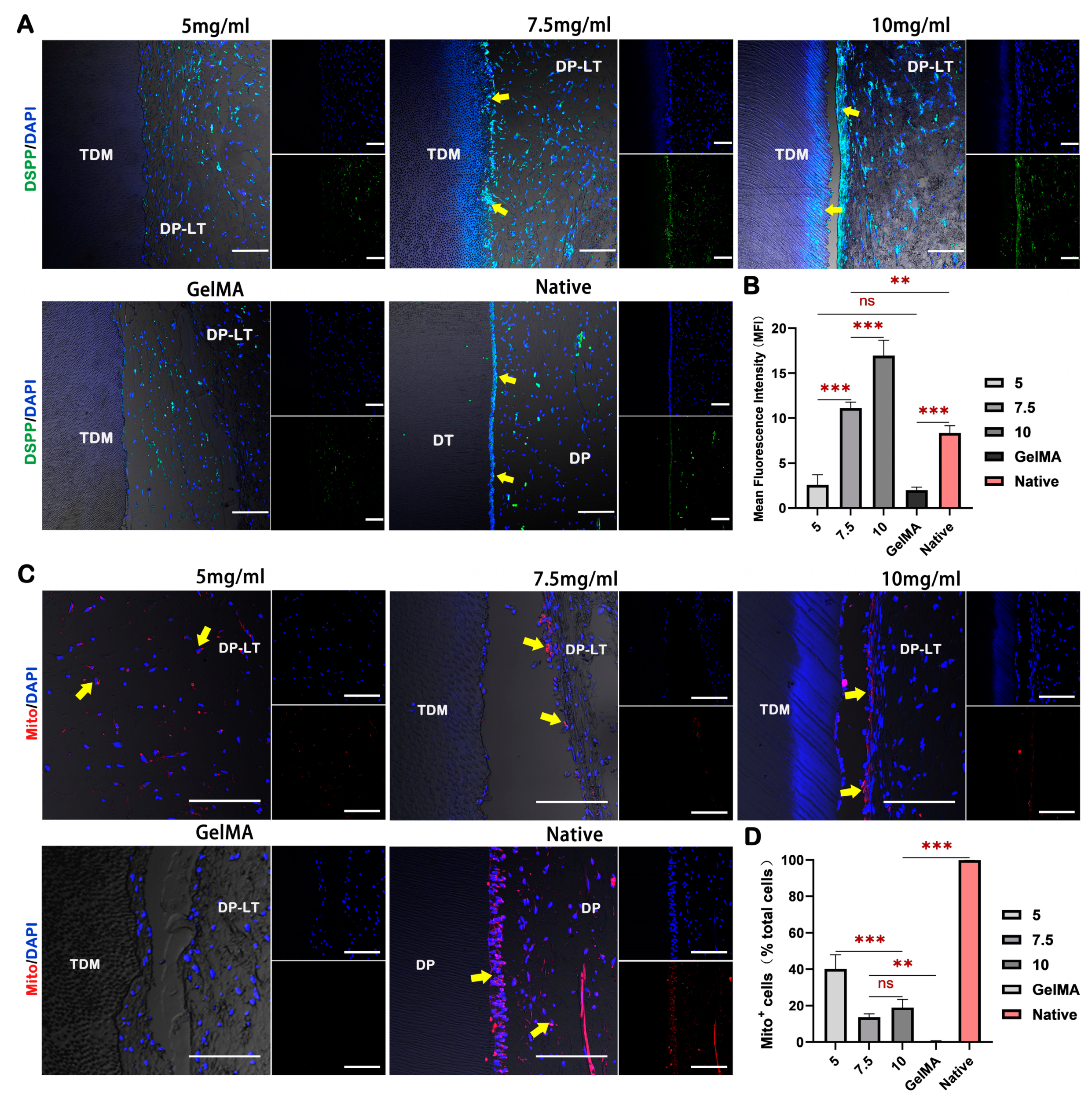 Ijms 24 17483 g006 Ijms 24 17483 g006