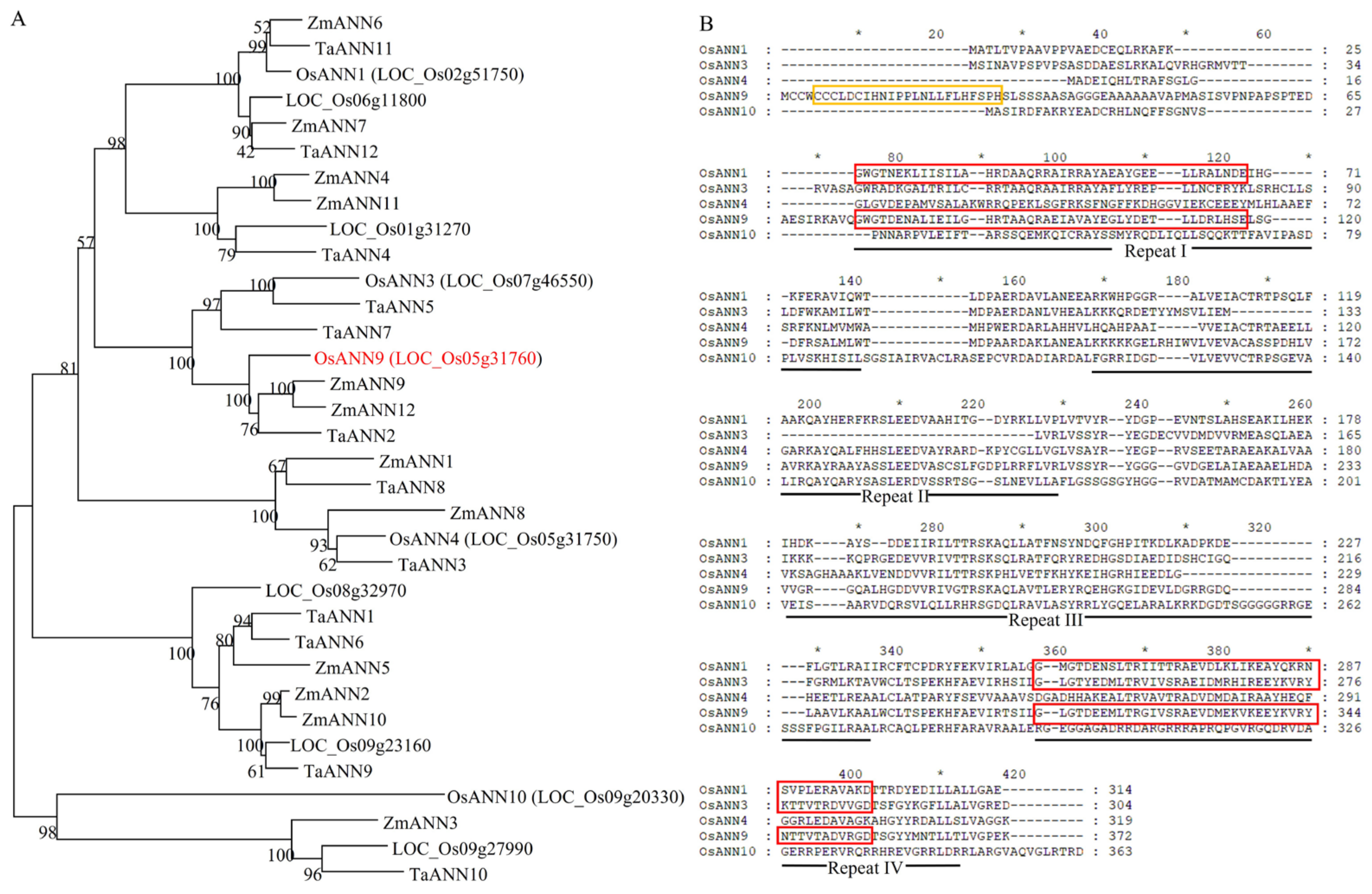 Rice OsANN9 Enhances Drought Tolerance through Modulating