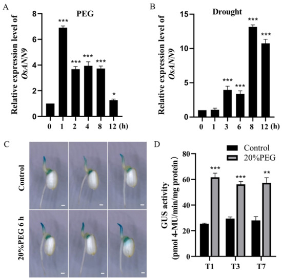 Rice OsANN9 Enhances Drought Tolerance through Modulating