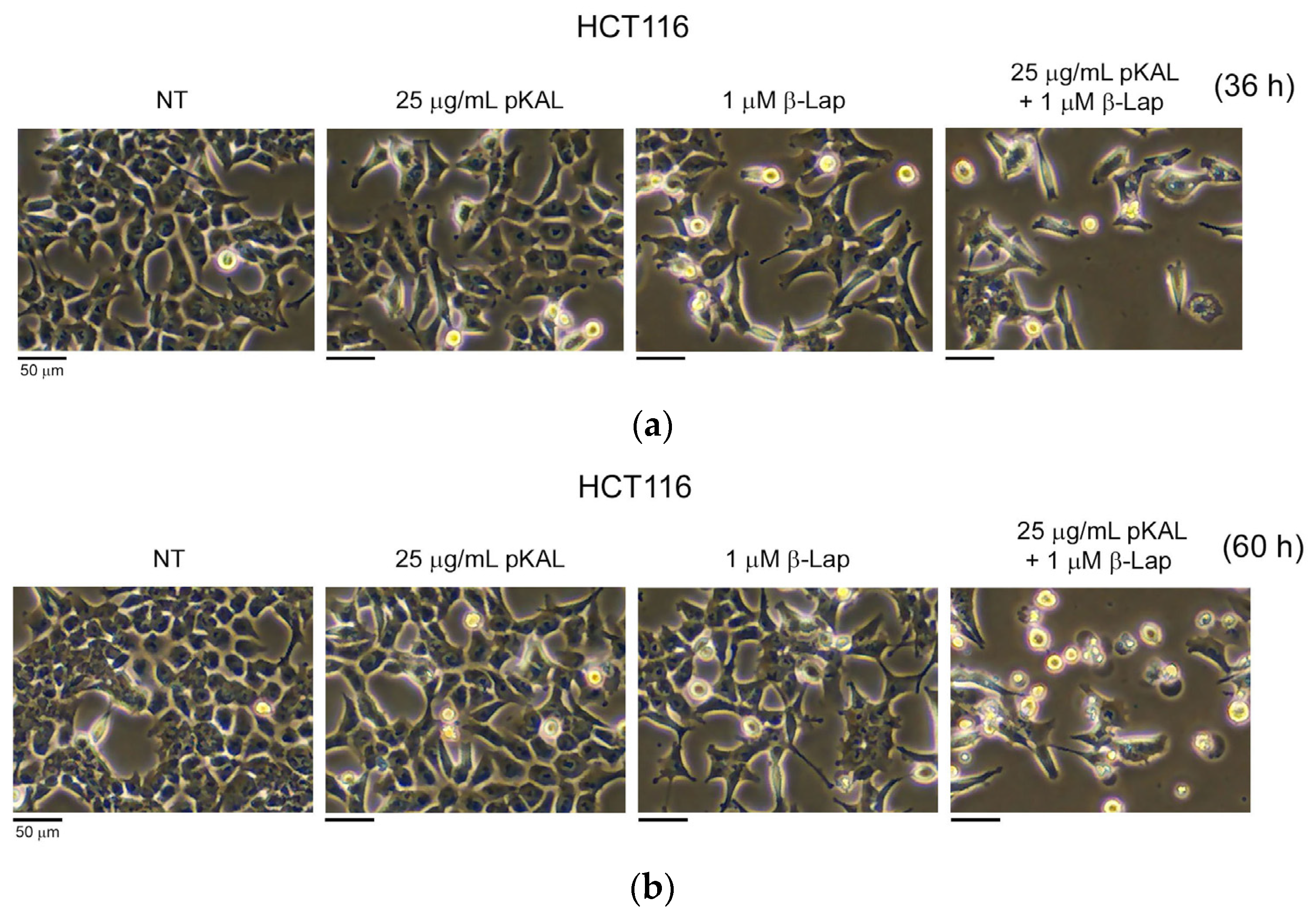 Ijms 24 17505 g001 Ijms 24 17505 g001