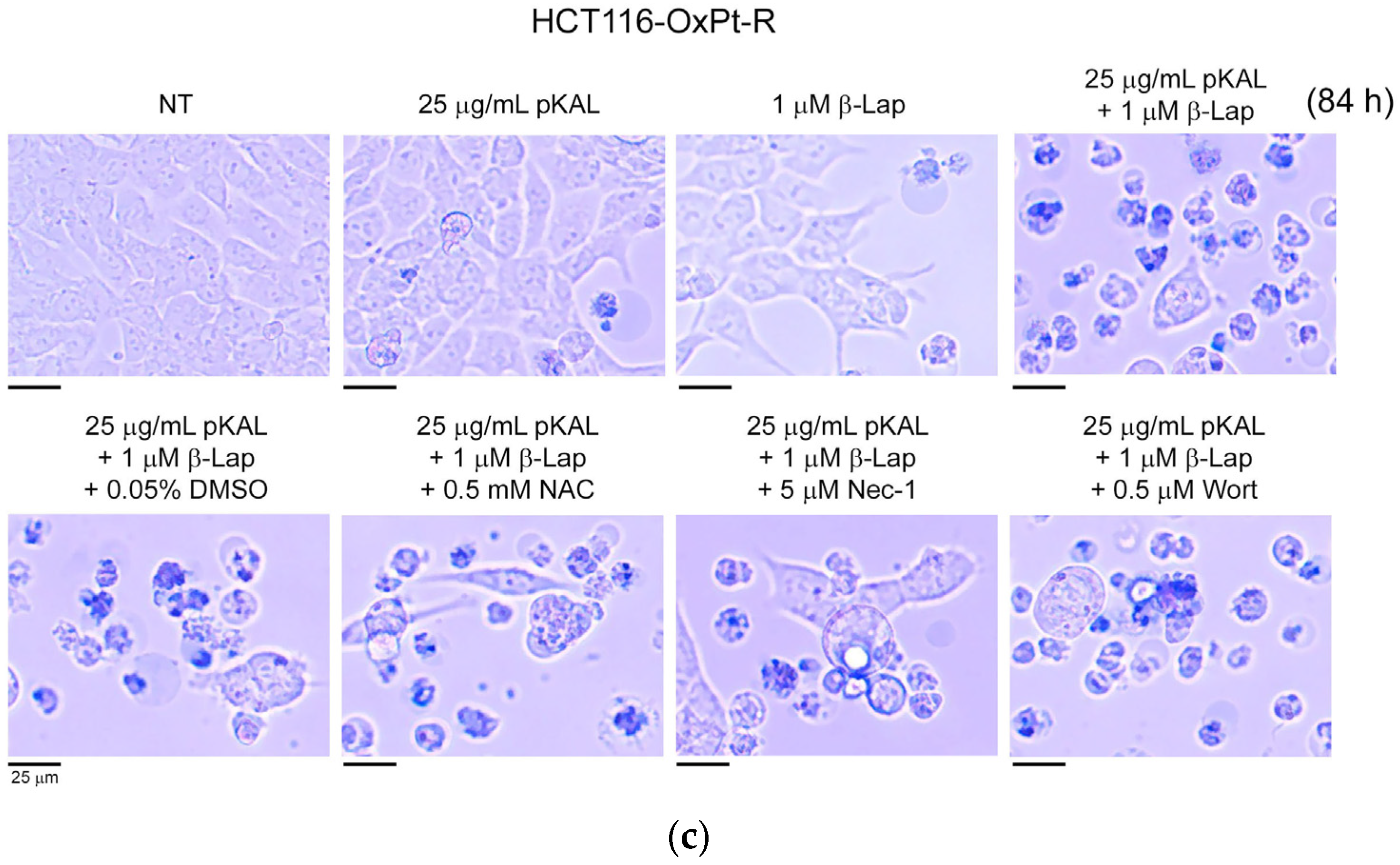 Ijms 24 17505 g003b Ijms 24 17505 g003b